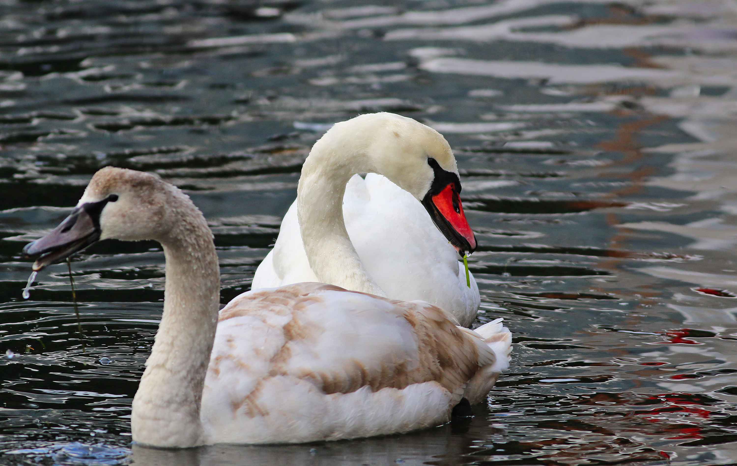 Mute Swan