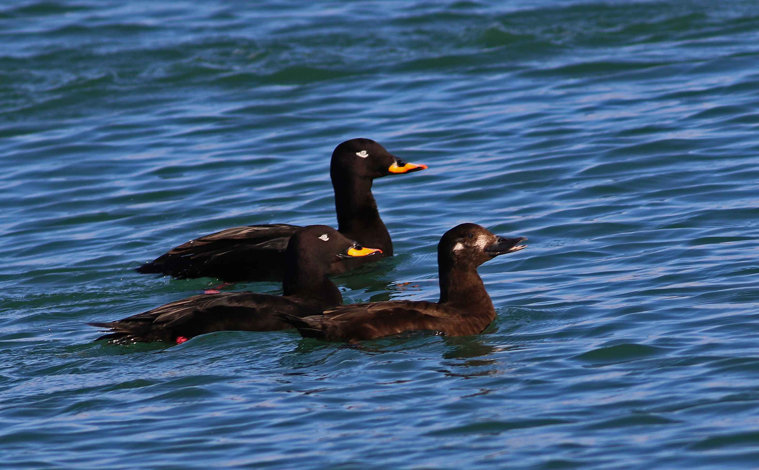 Velvet Scoter