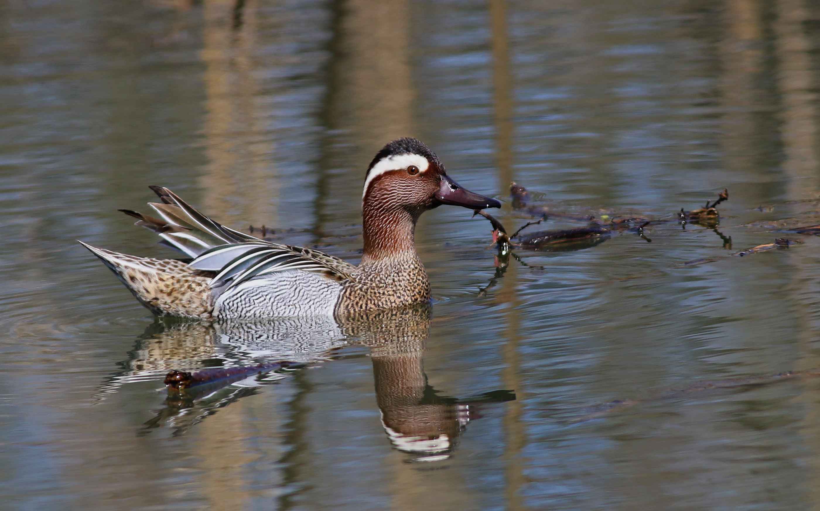 Garganey