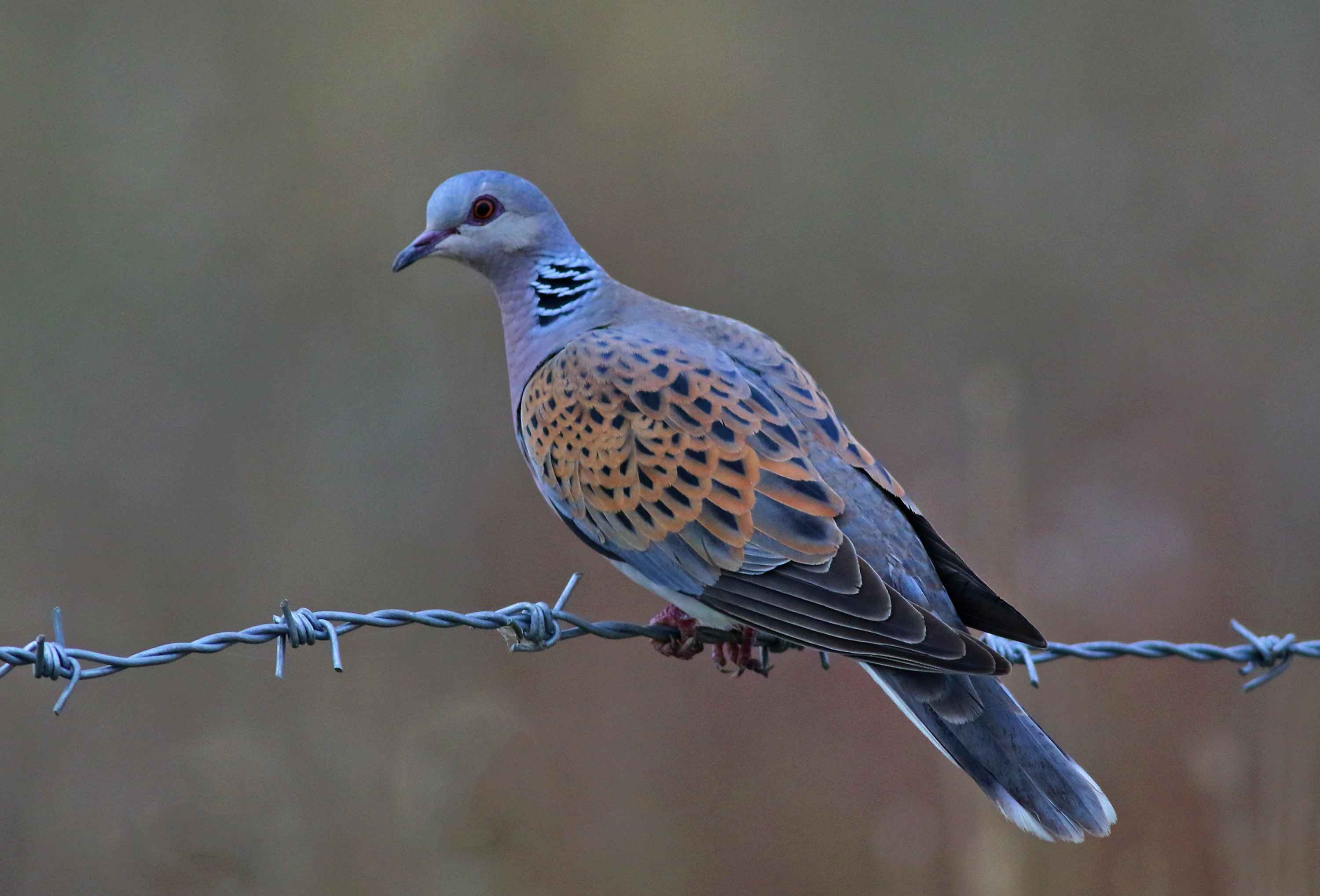 European Turtle-Dove
