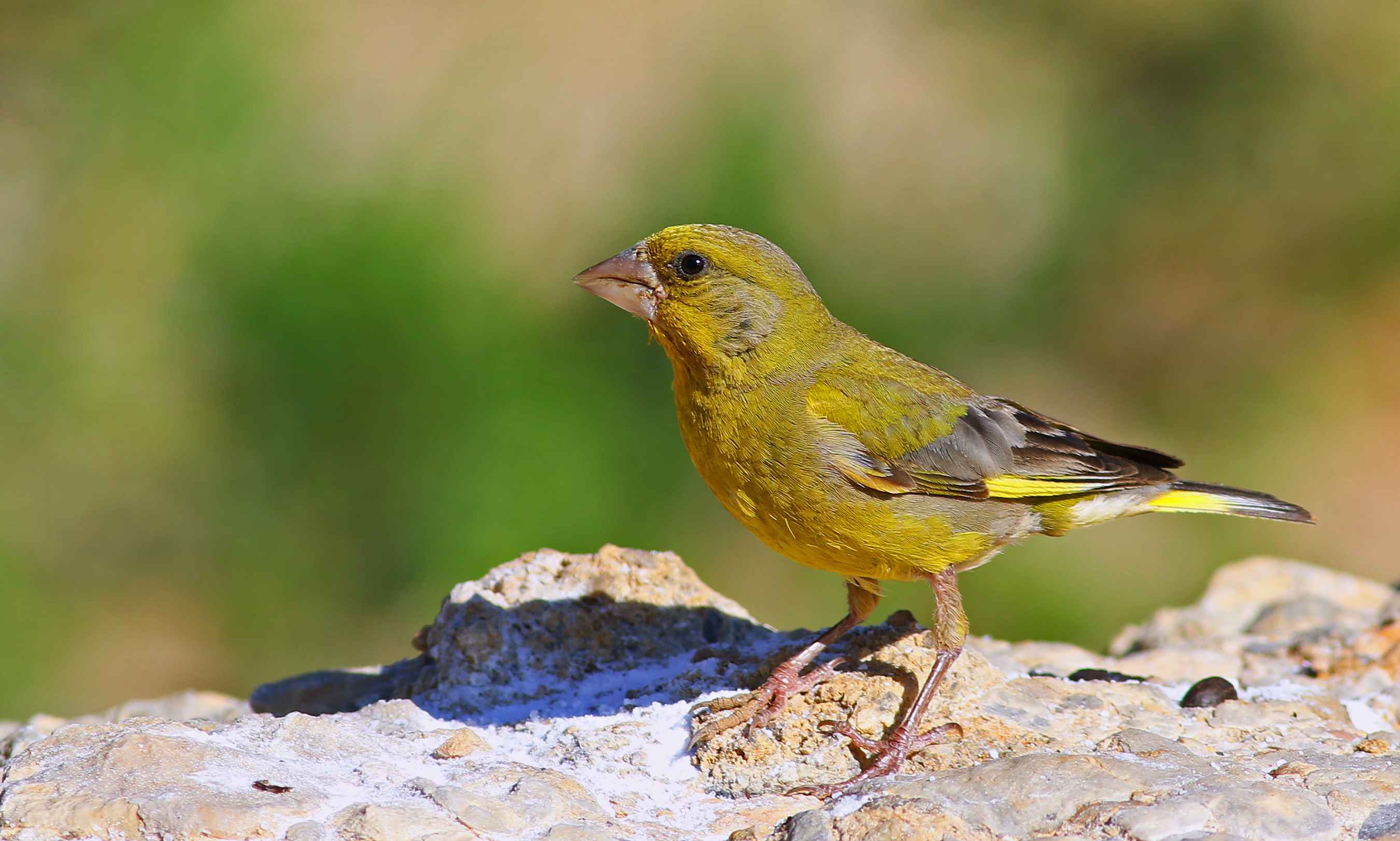 European Greenfinch