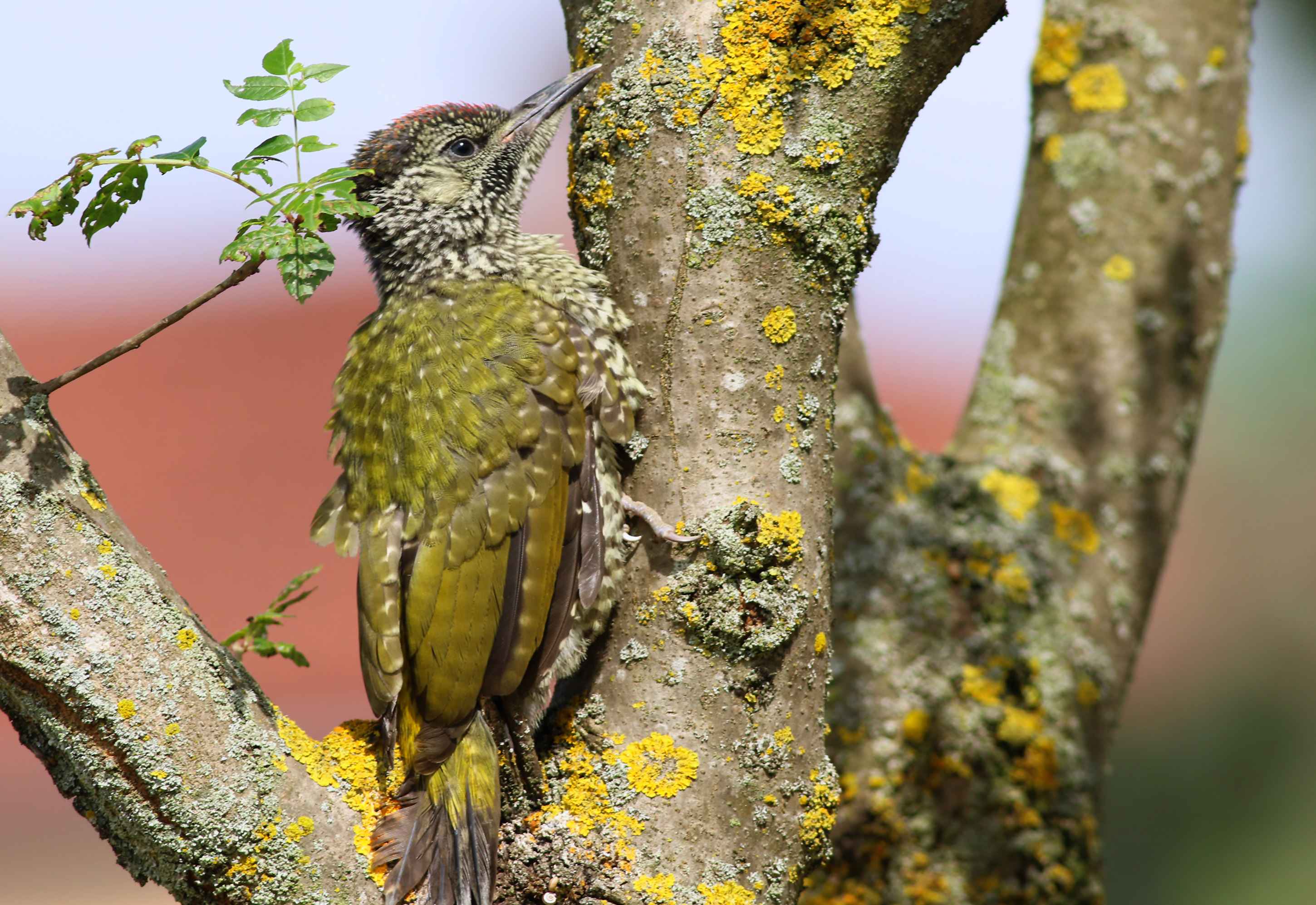 Eurasian Green Woodpecker