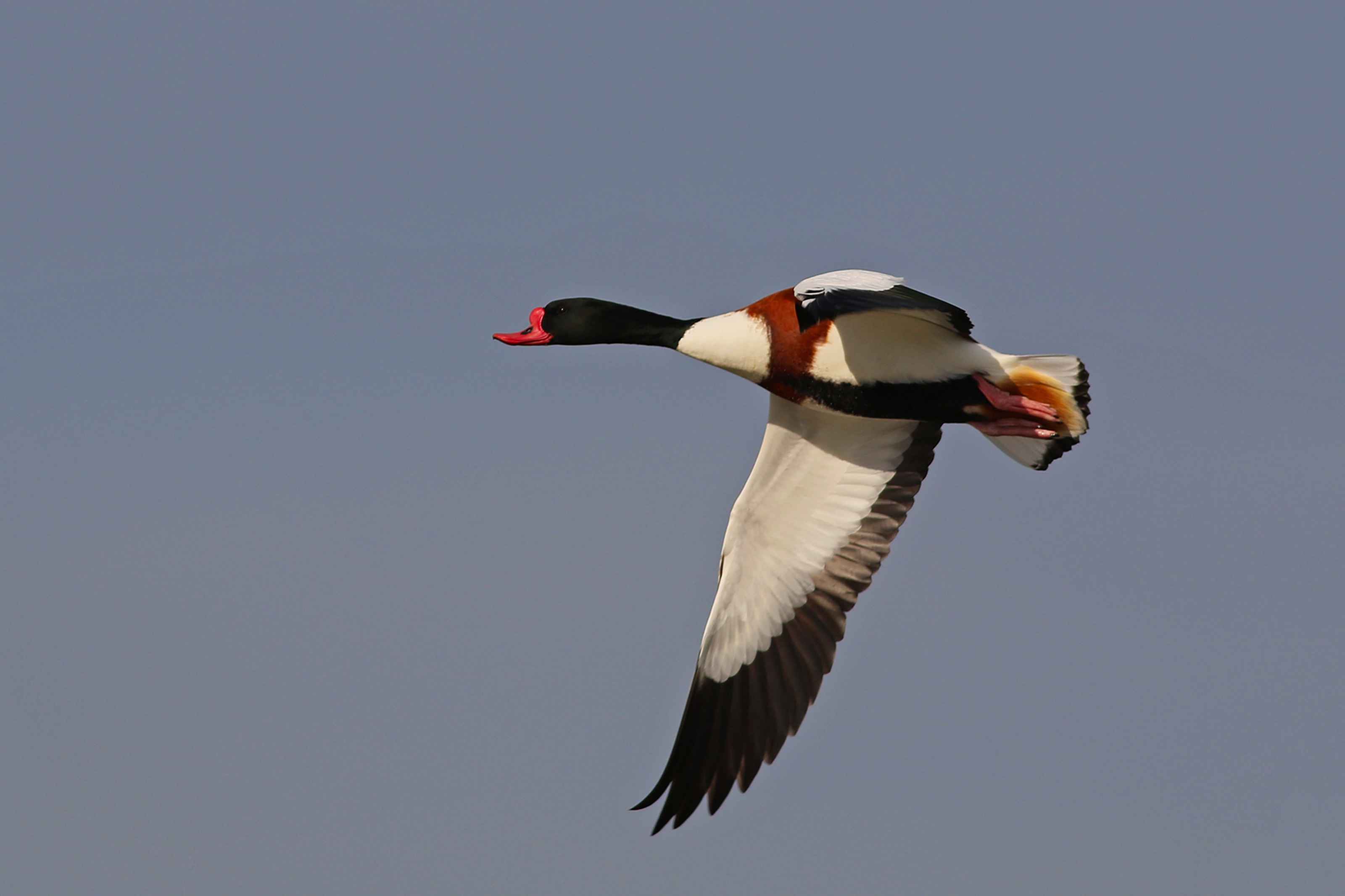 Common Shelduck