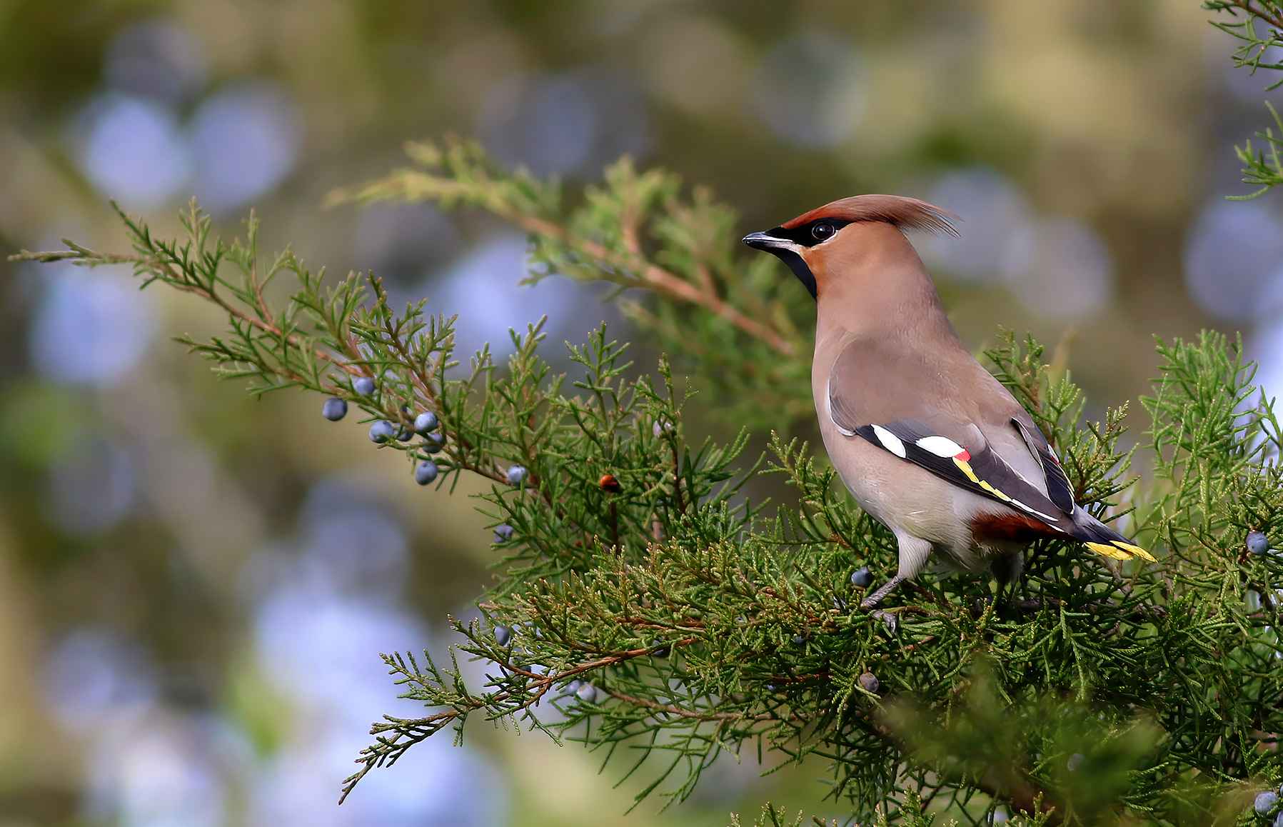 Bohemian Waxwing