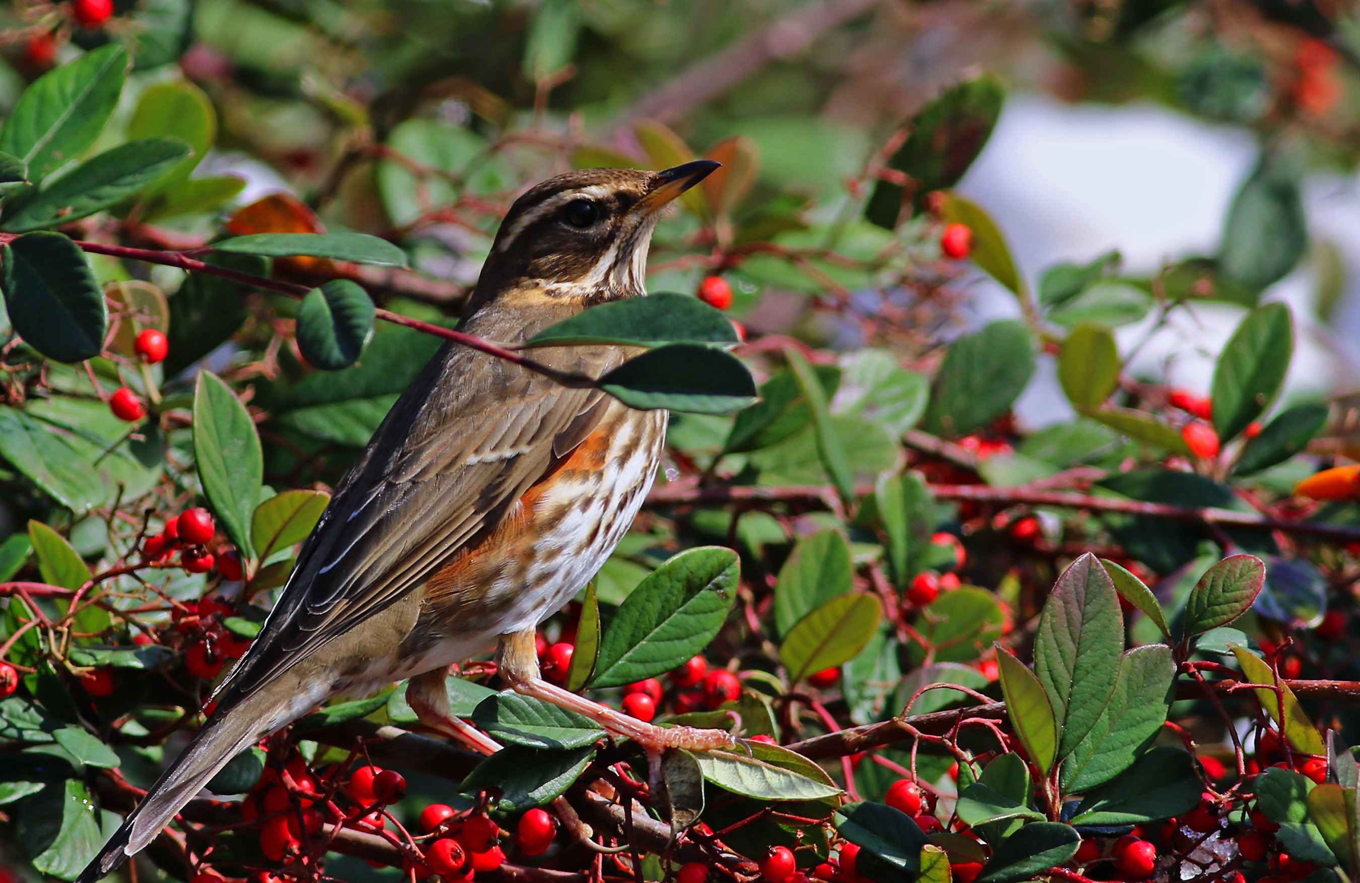 Redwing