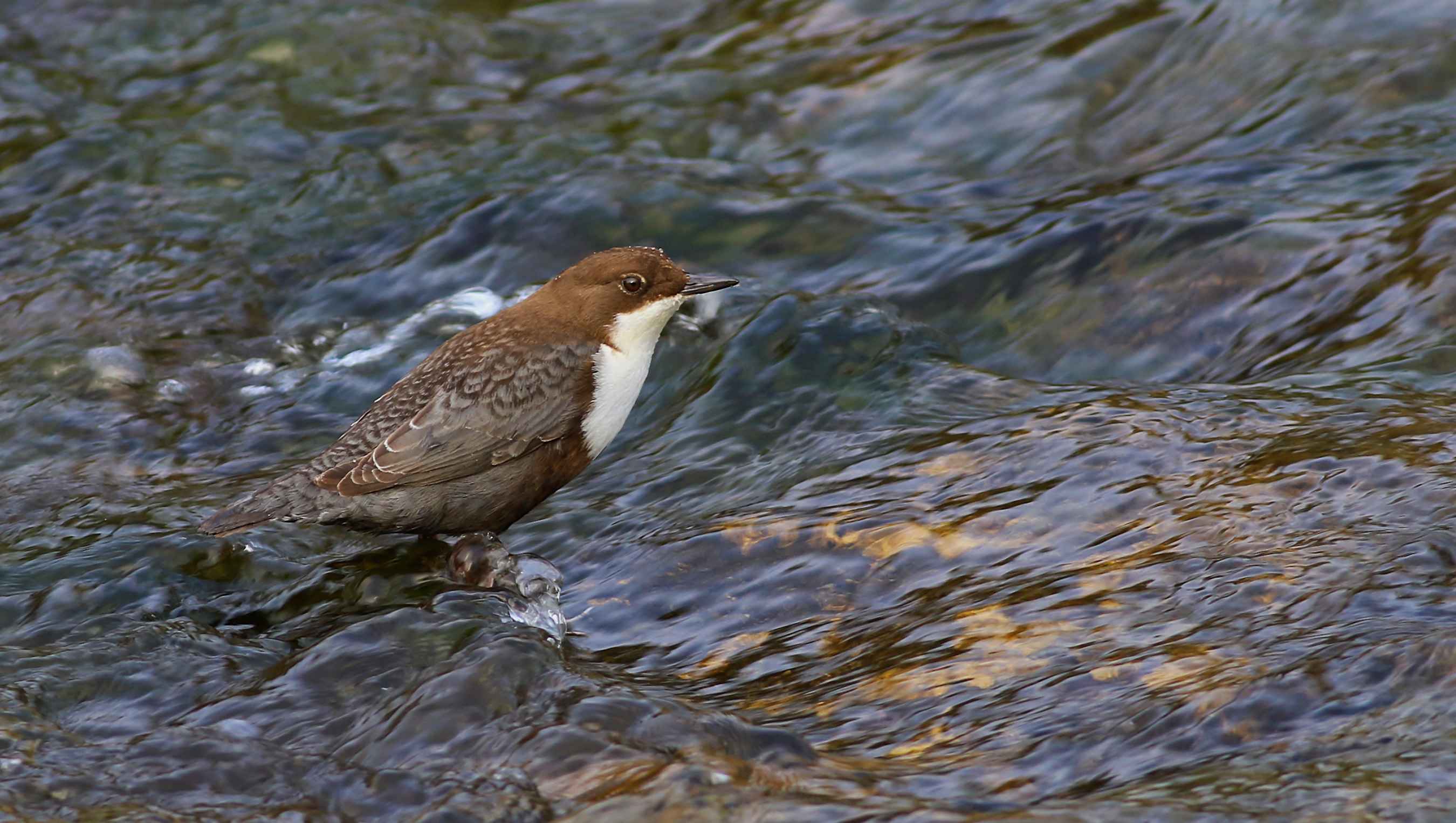 White-throated Dipper