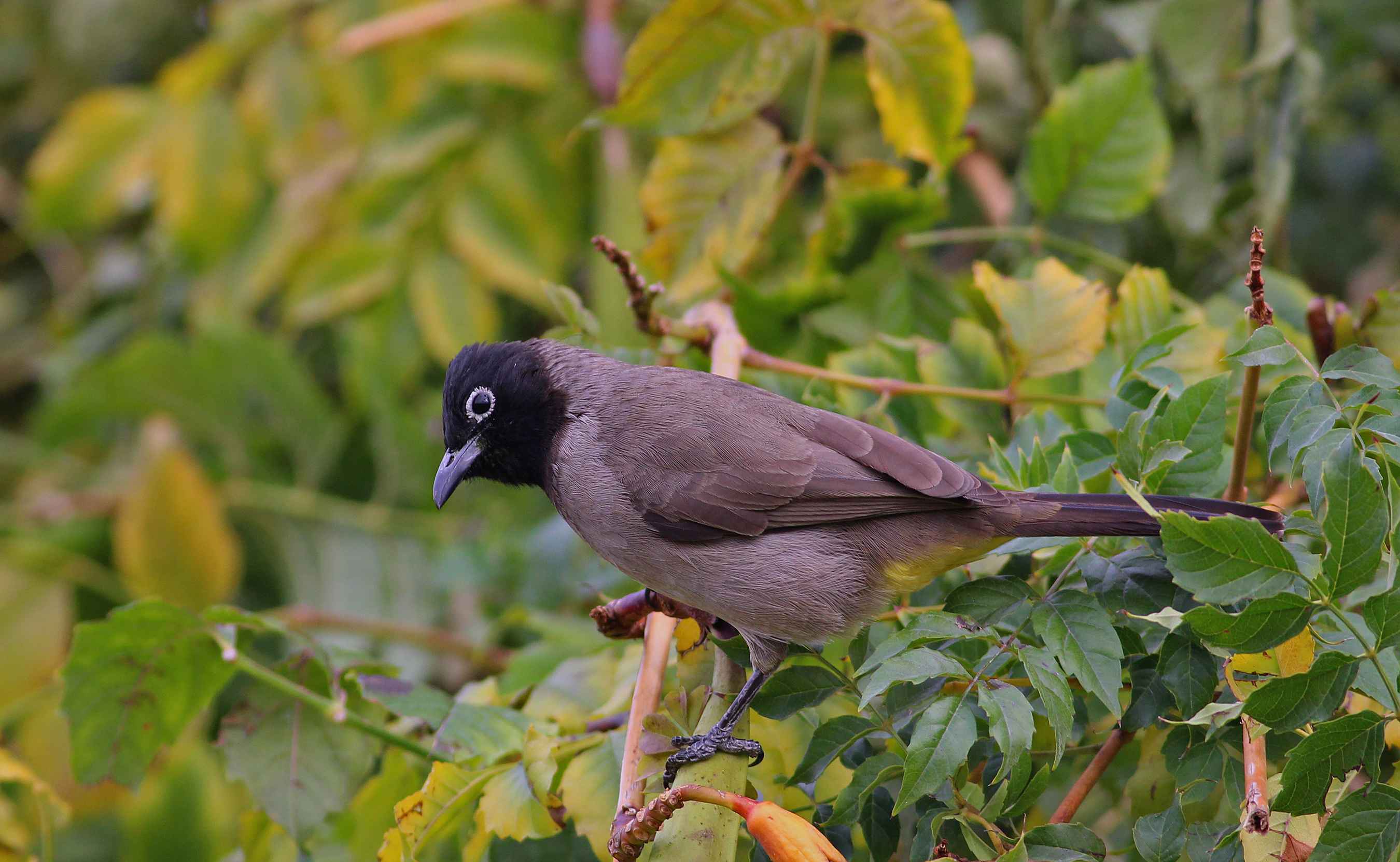 White-spectacled Bulbul