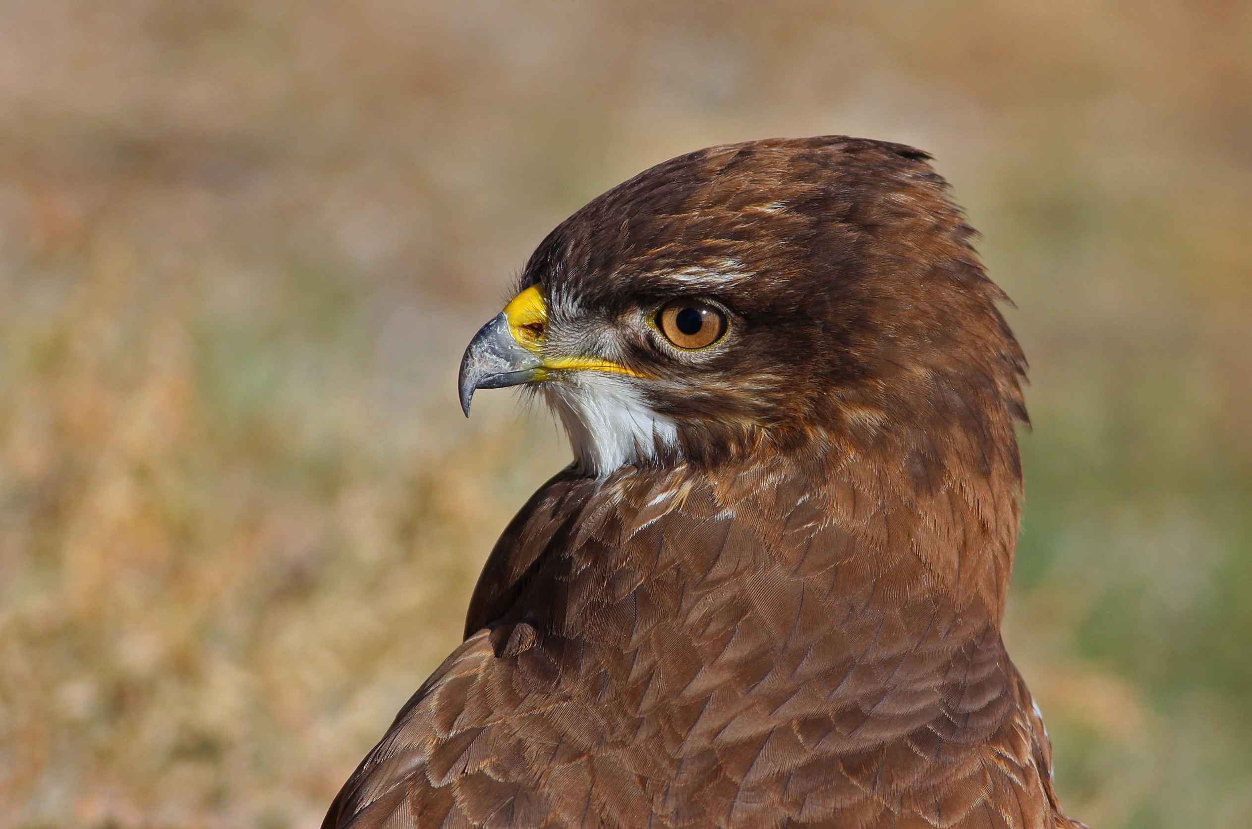 Common Buzzard