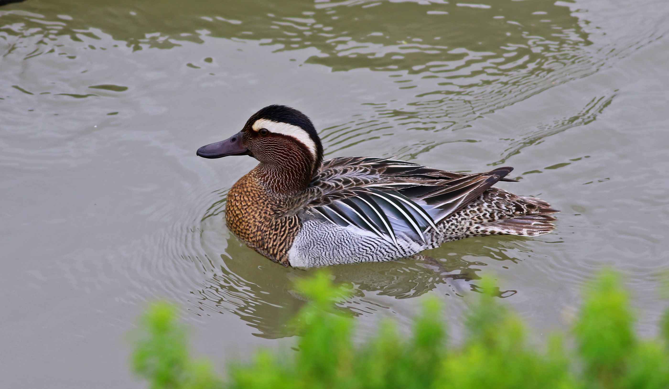 Garganey