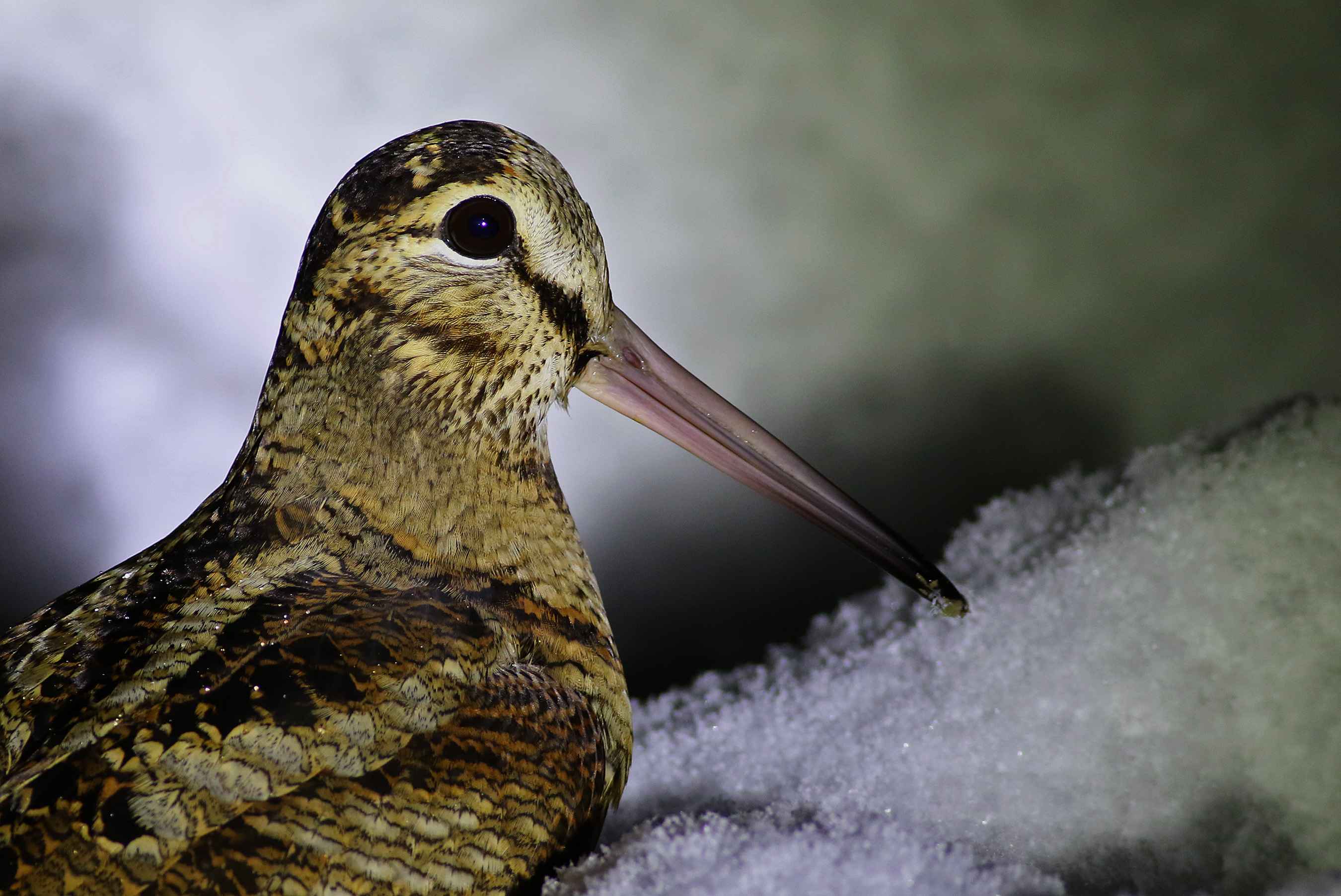 Eurasian Woodcock