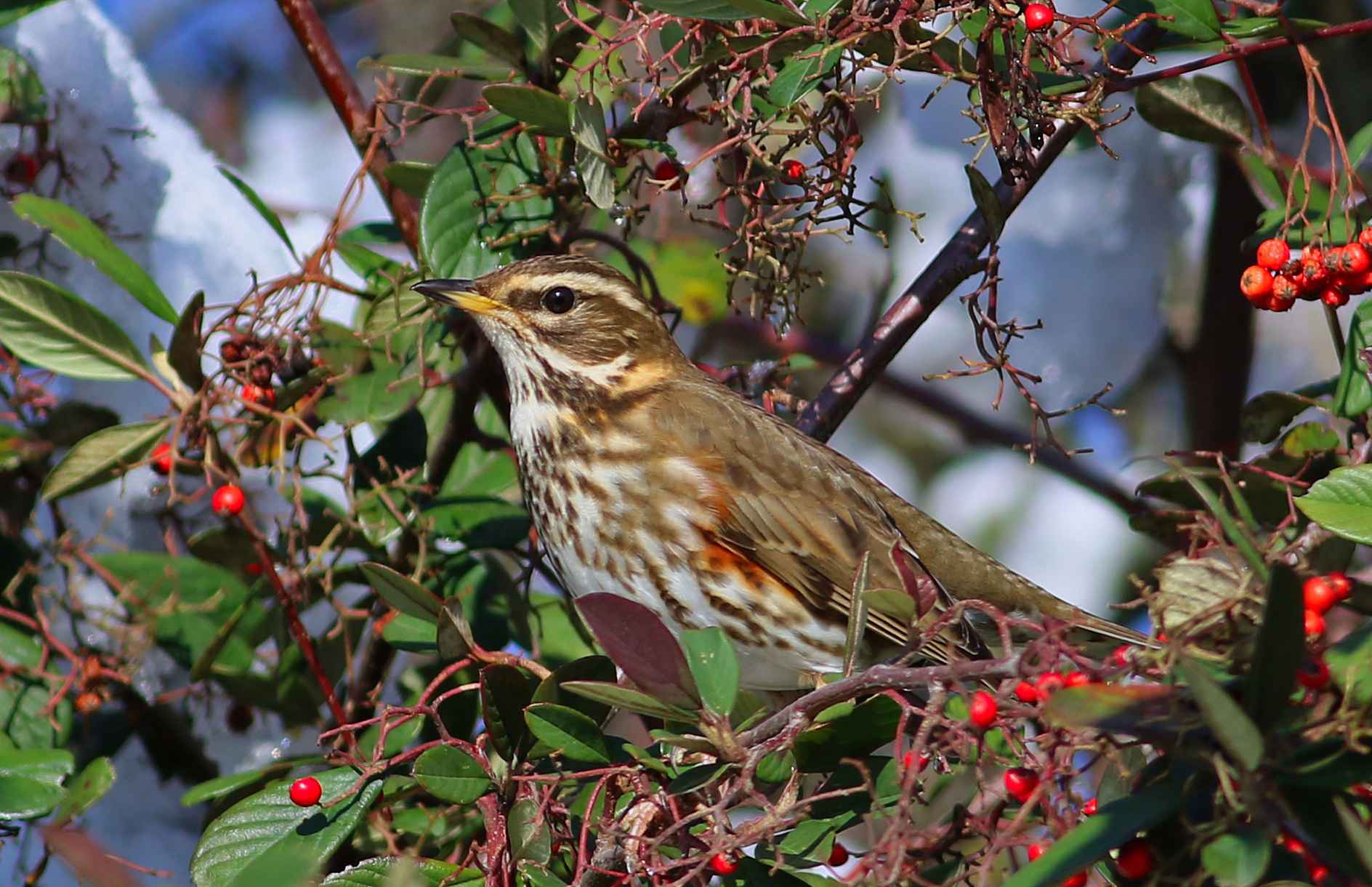 Redwing