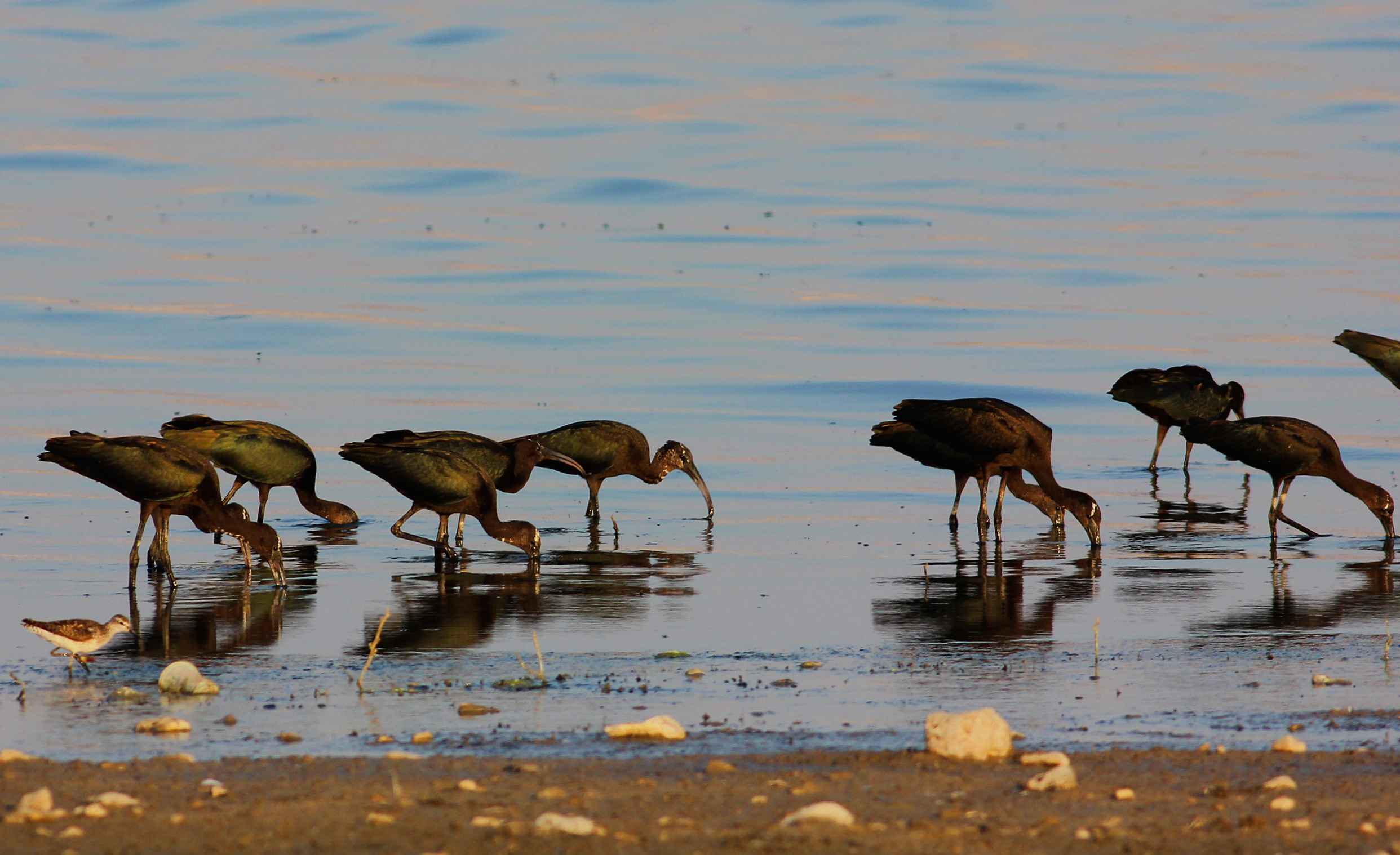 Glossy Ibis