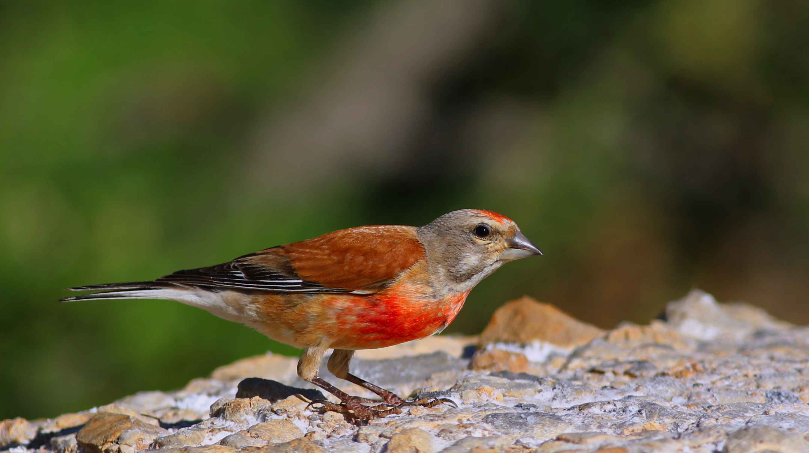 Eurasian Linnet