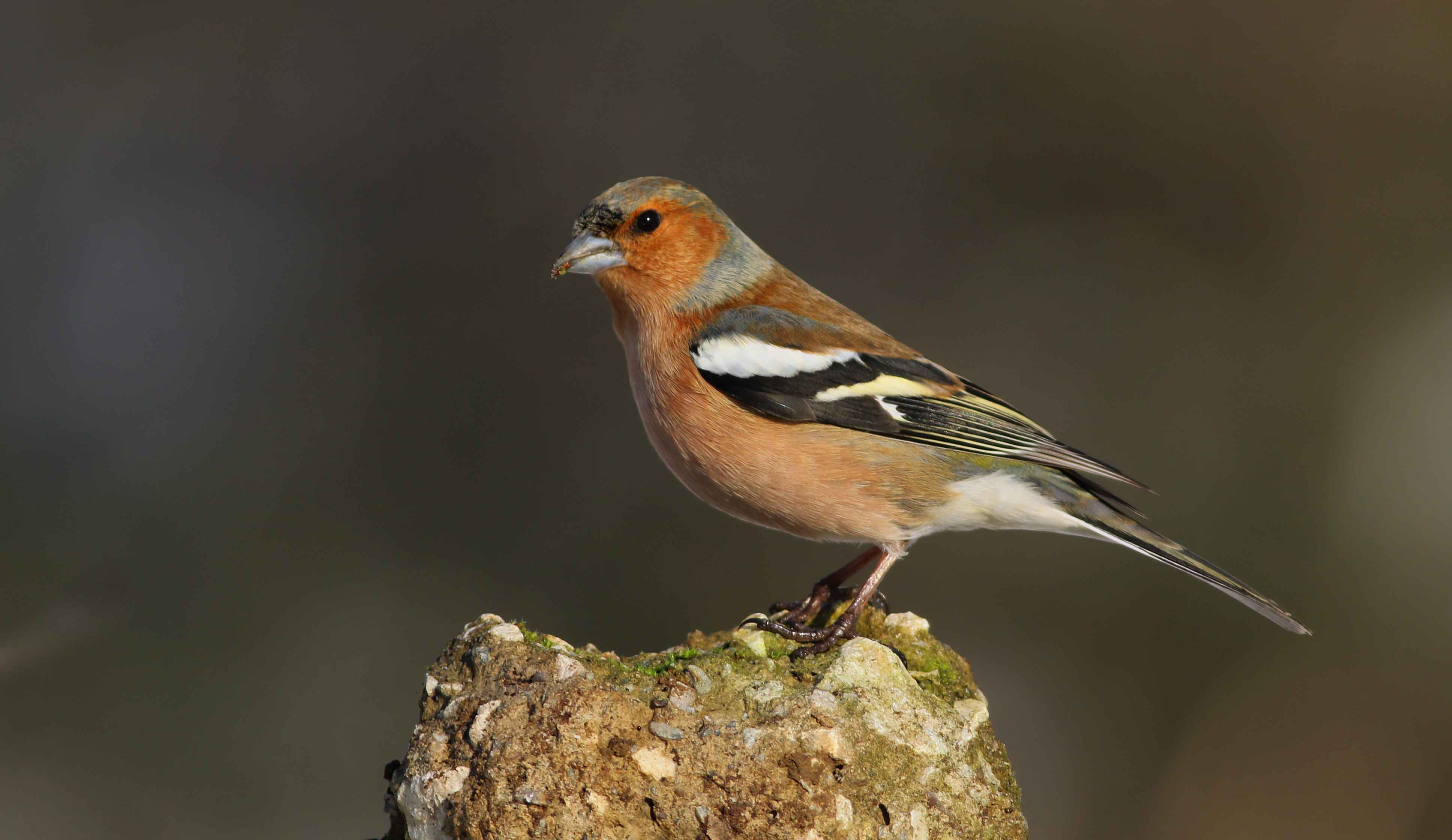 Common Chaffinch