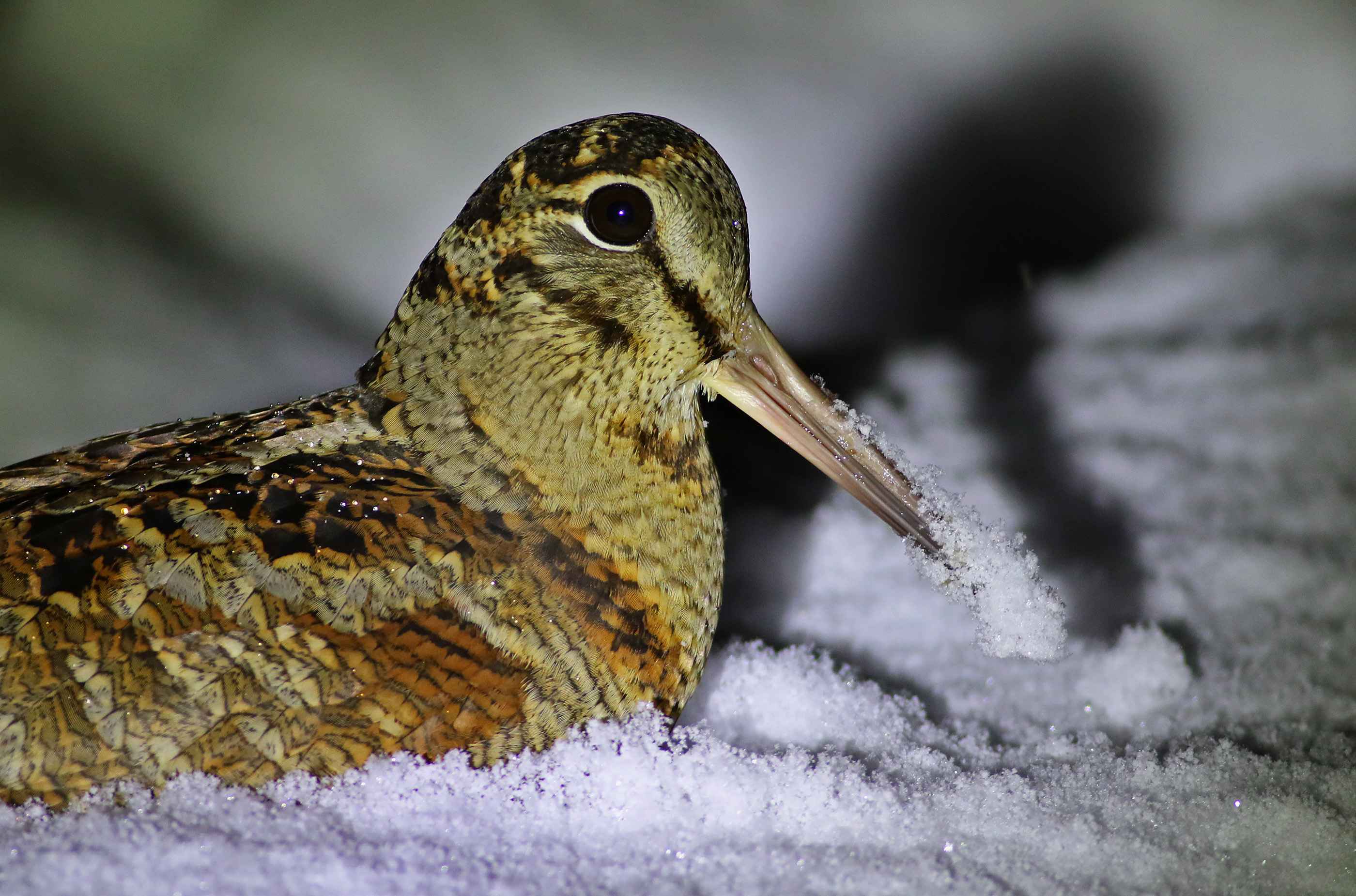 Eurasian Woodcock