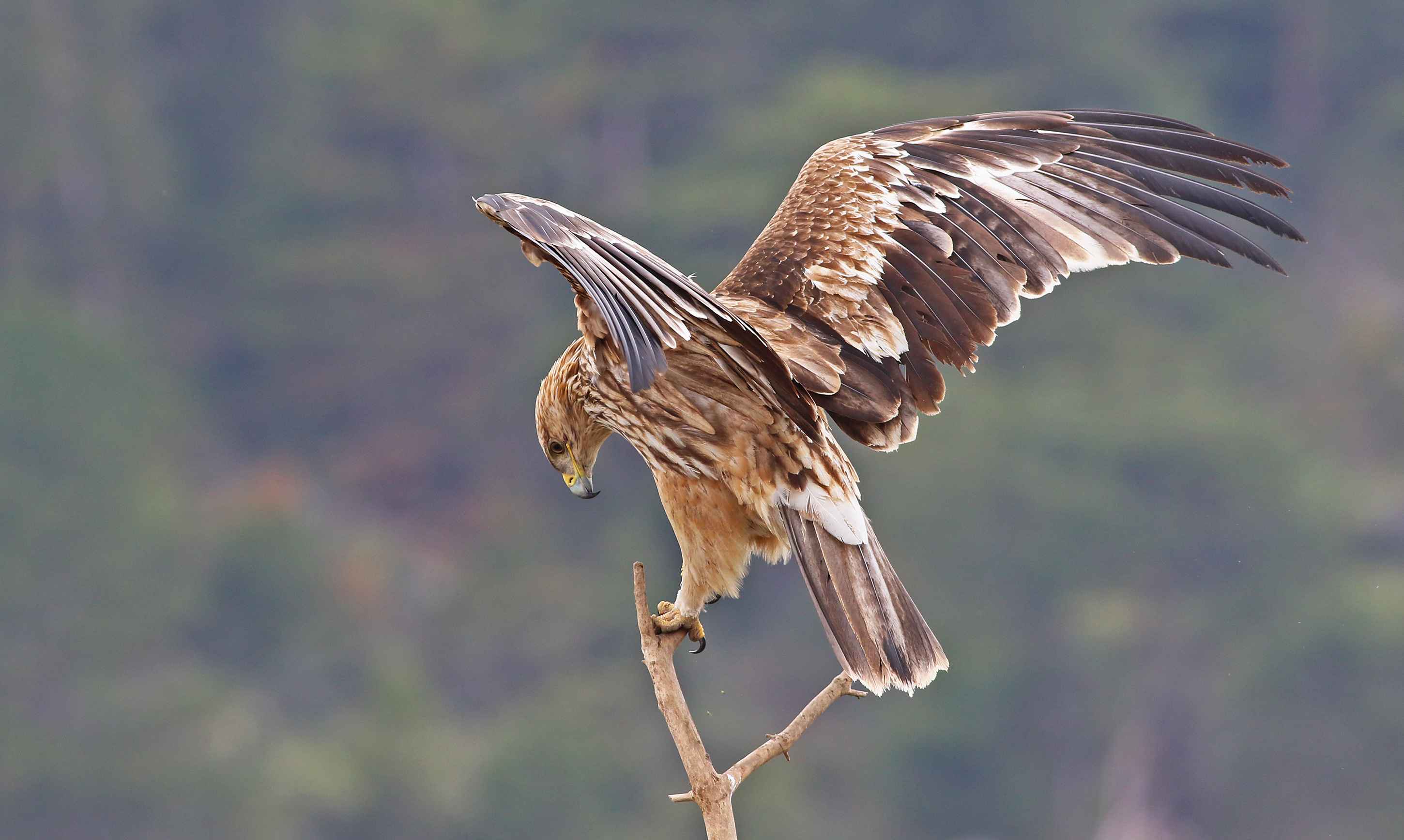 Imperial Eagle