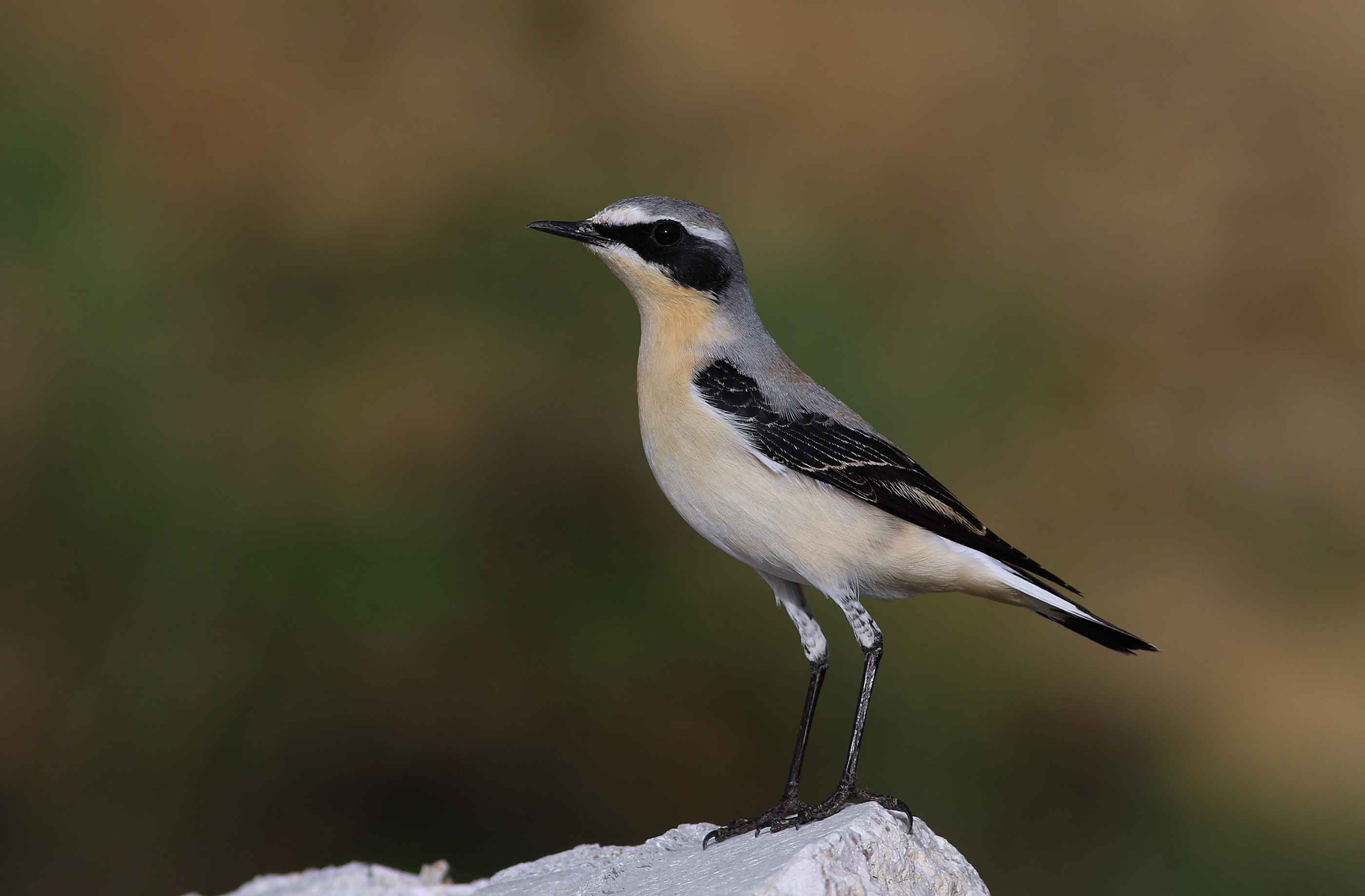 Northern Wheatear