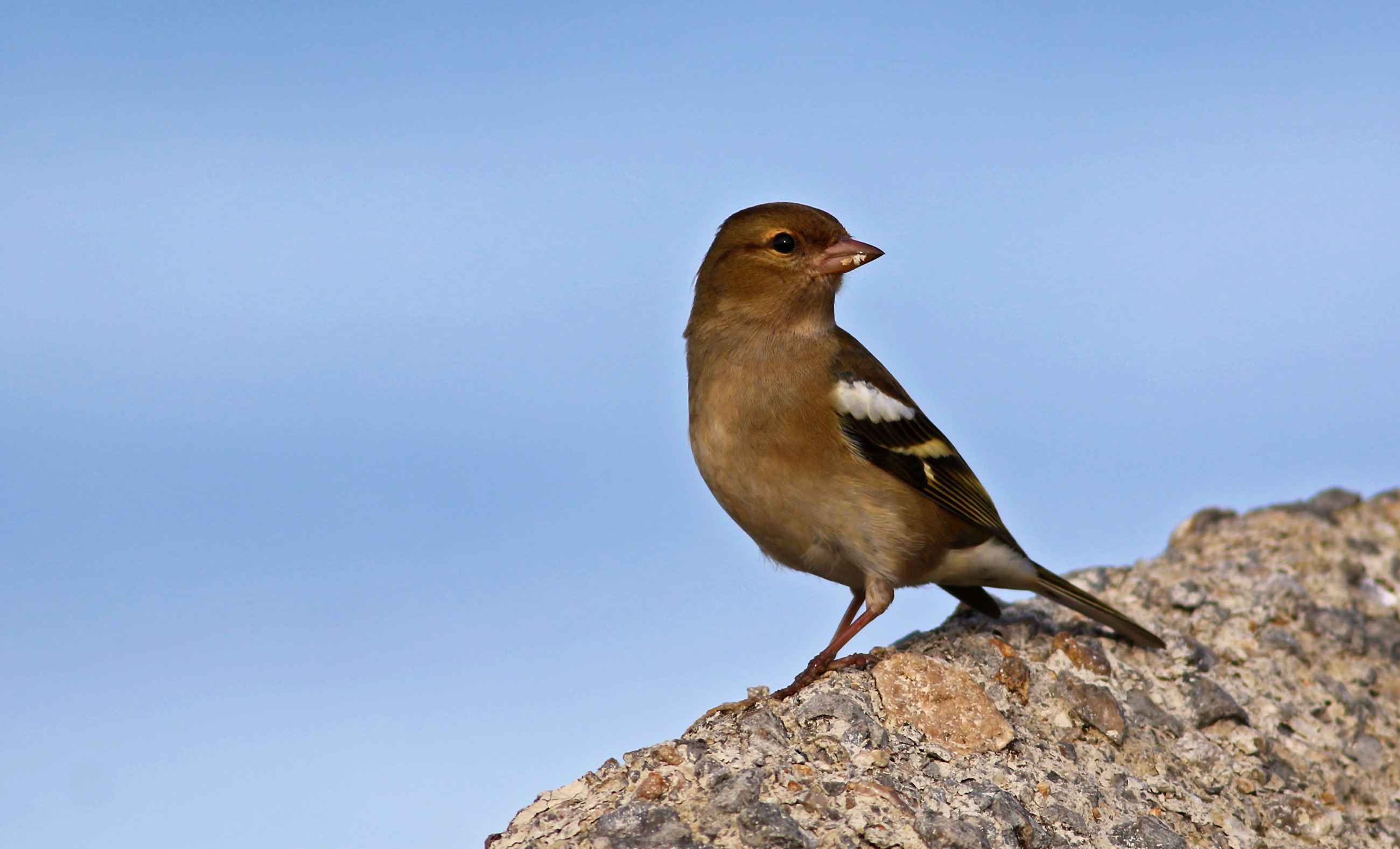 Common Chaffinch