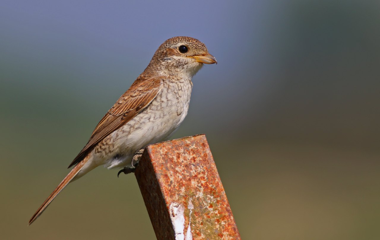Arazi fotoğrafı
