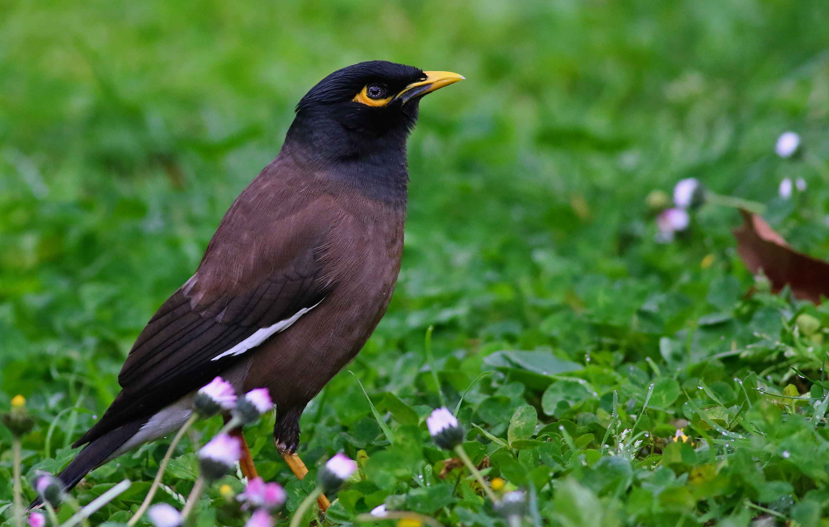 Common Myna
