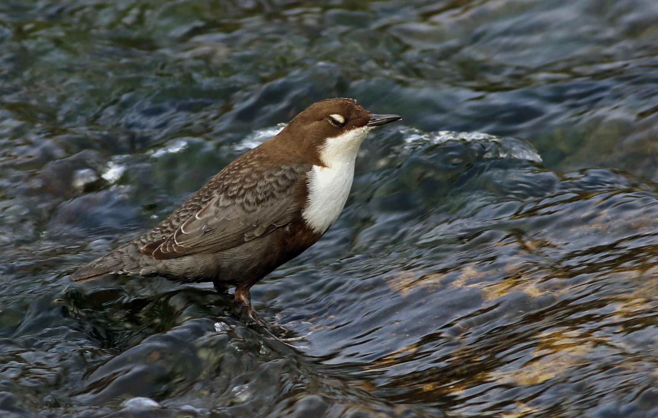 White-throated Dipper