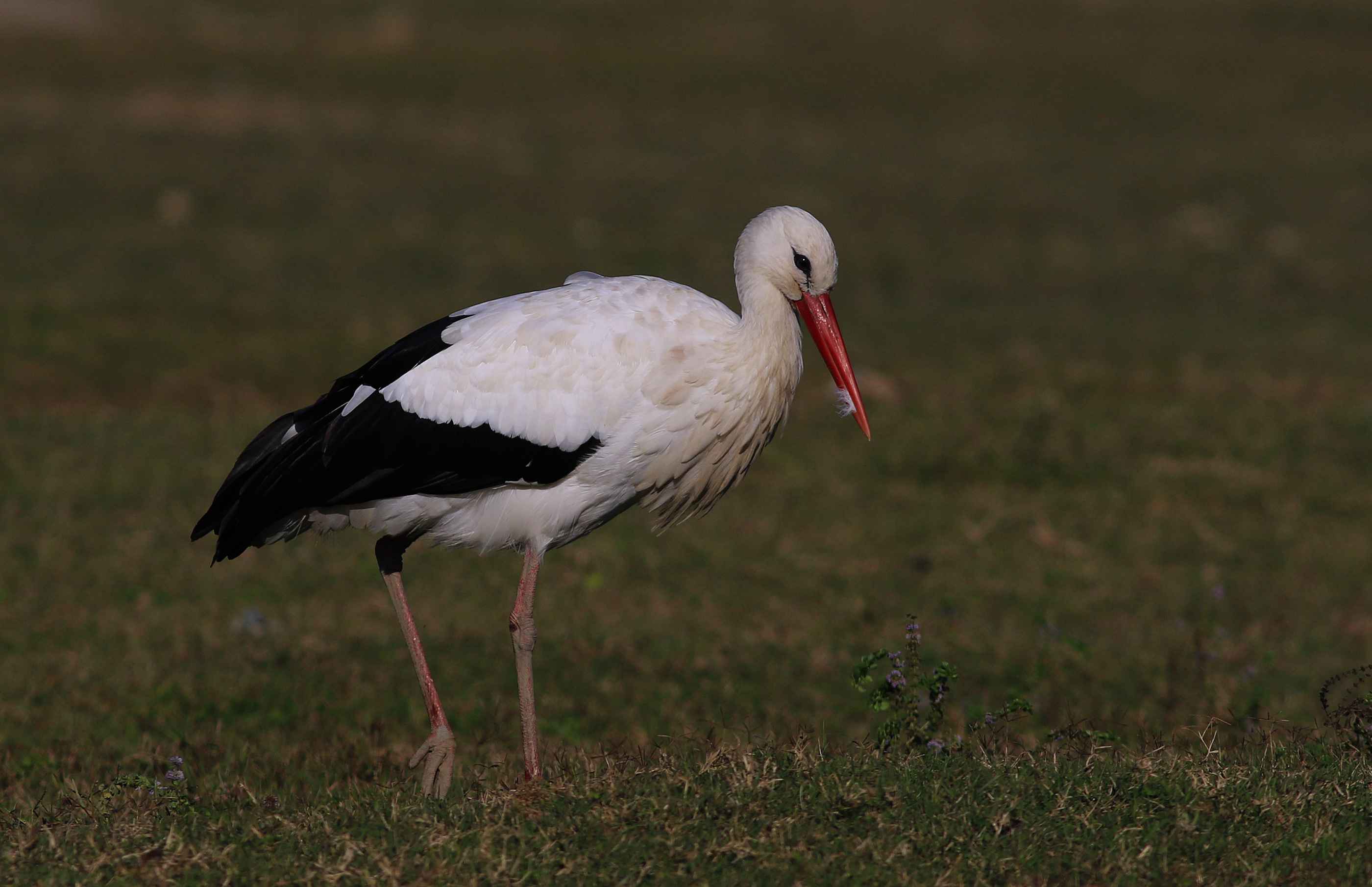 White Stork