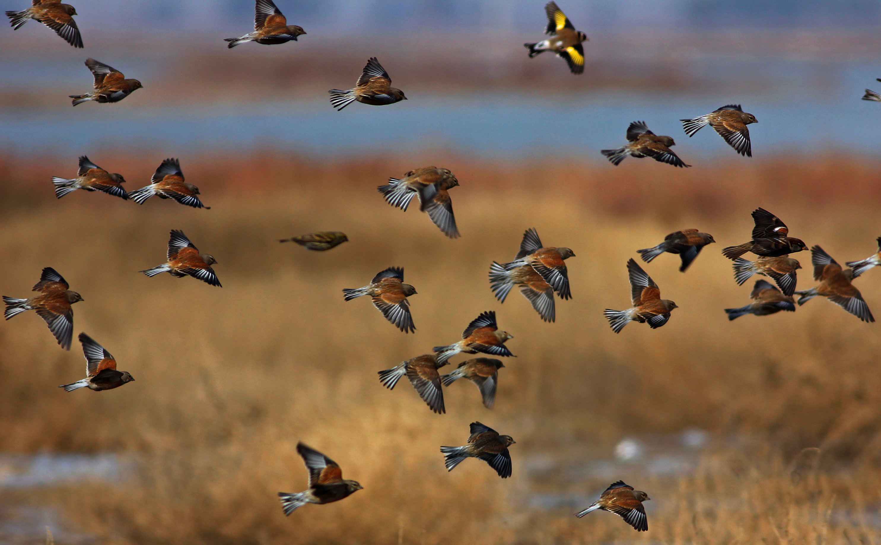 Eurasian Linnet