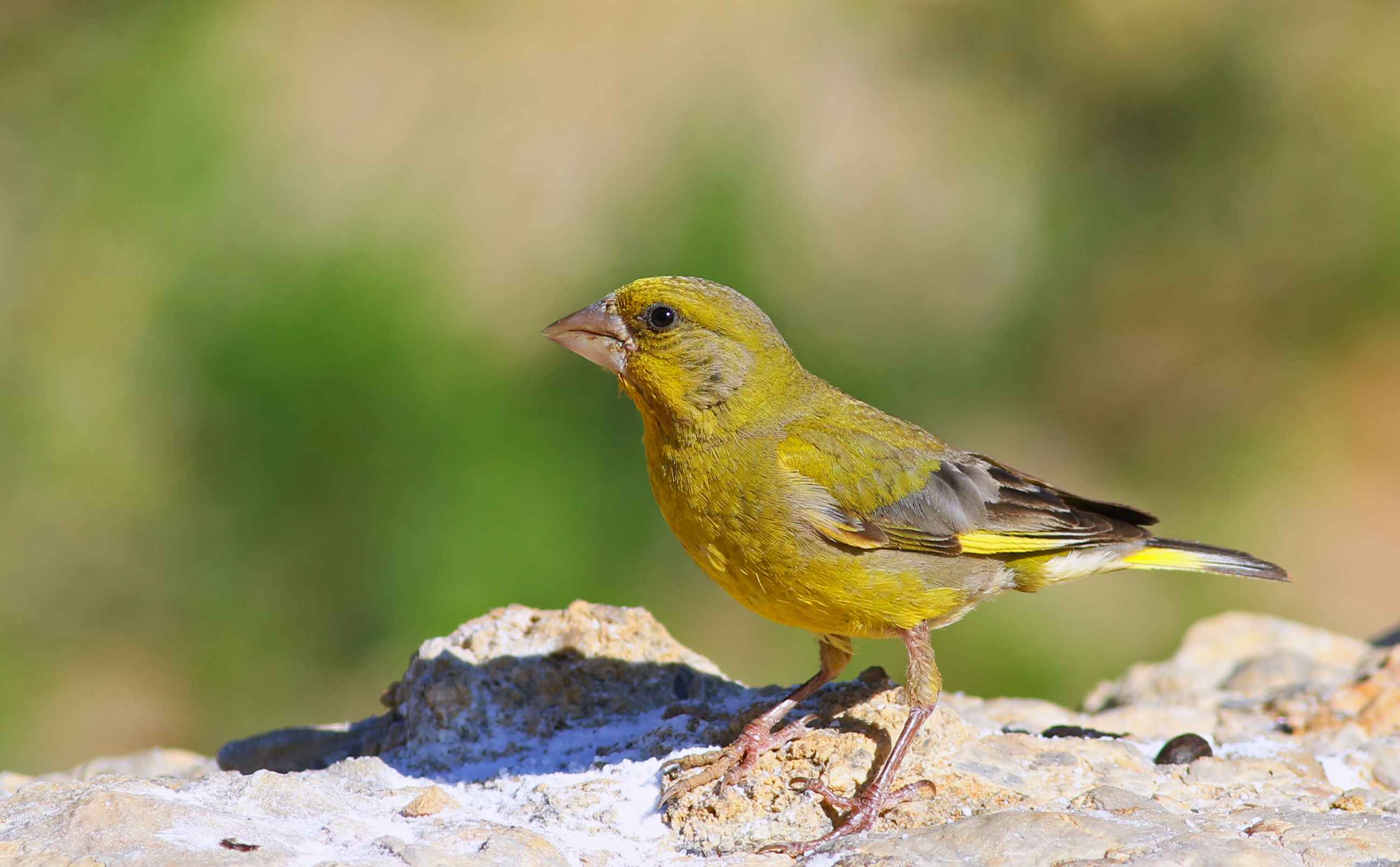 European Greenfinch