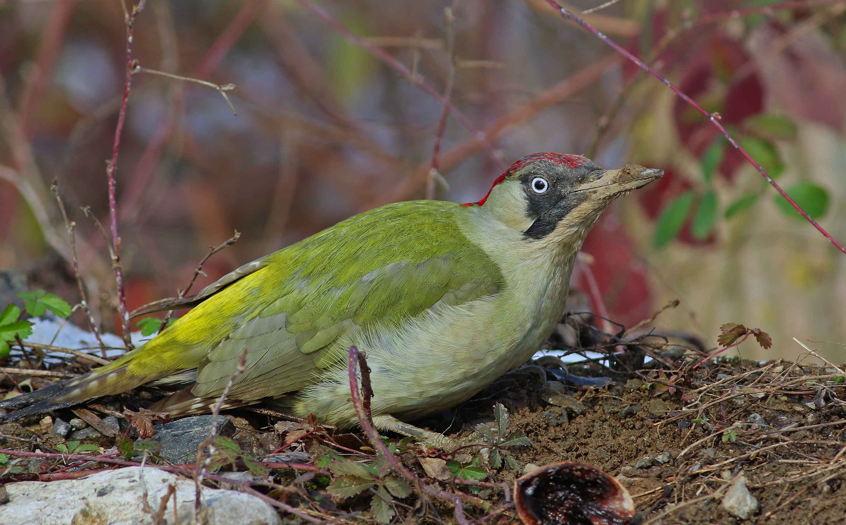 Eurasian Green Woodpecker
