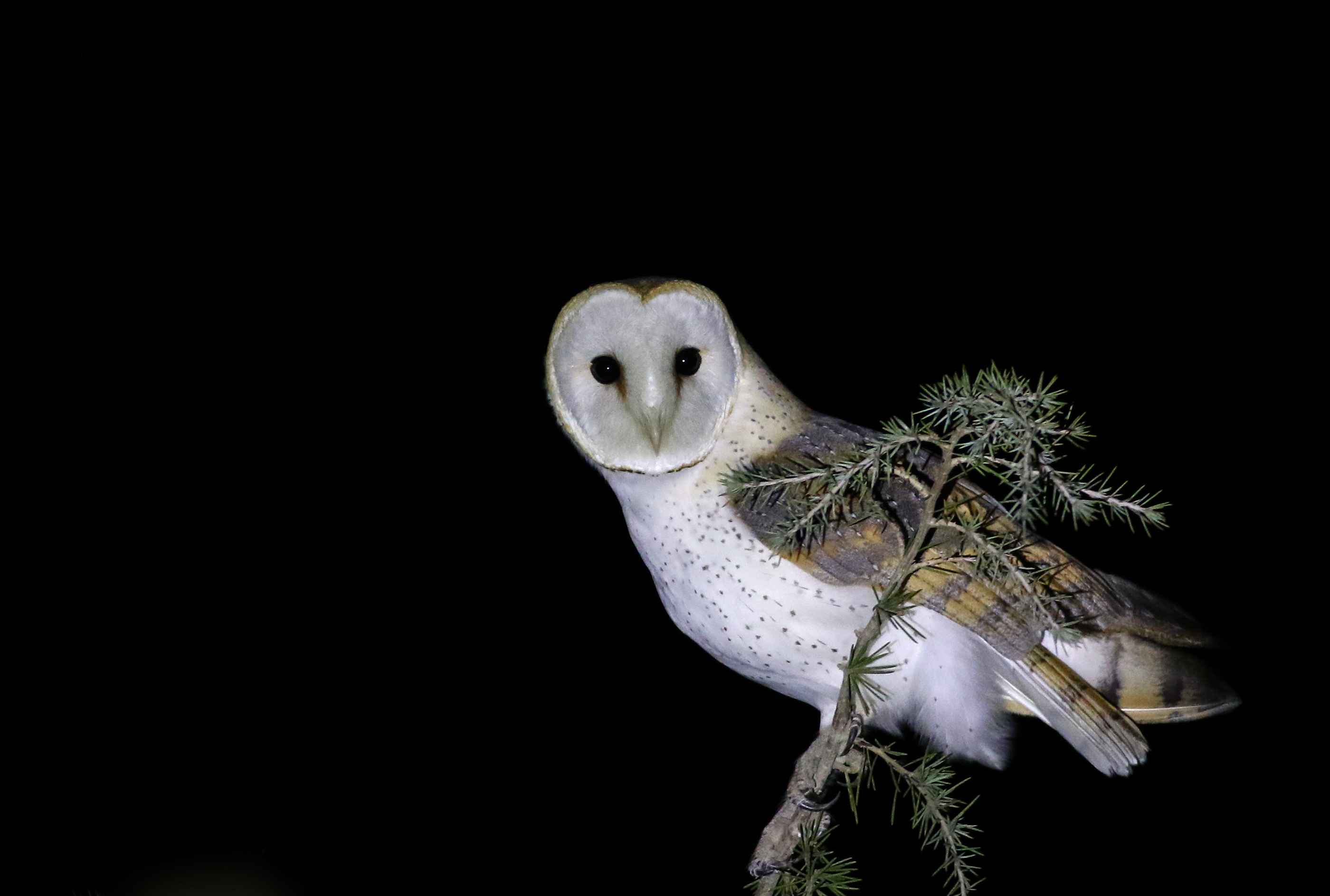 Barn Owl