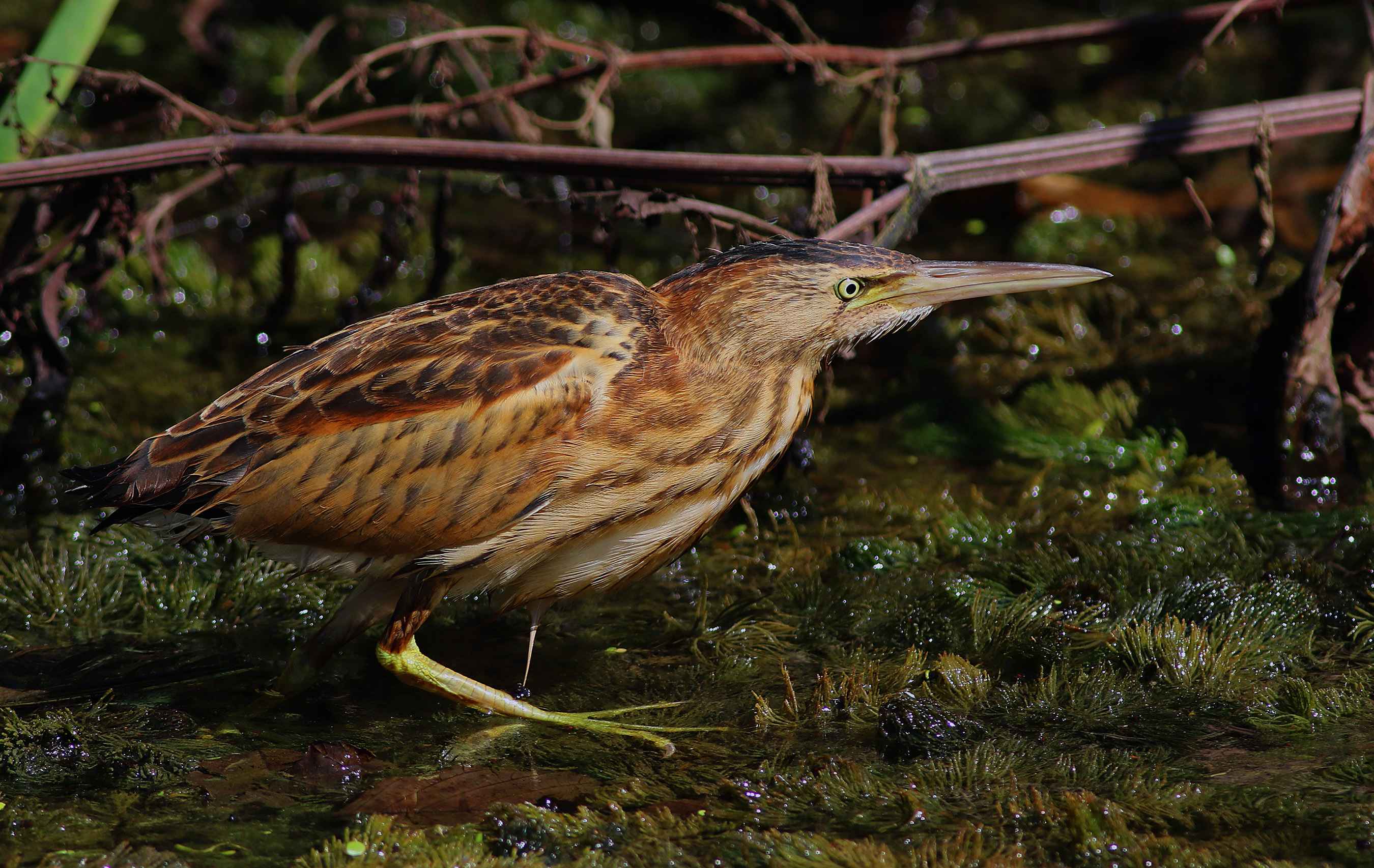 Little Bittern