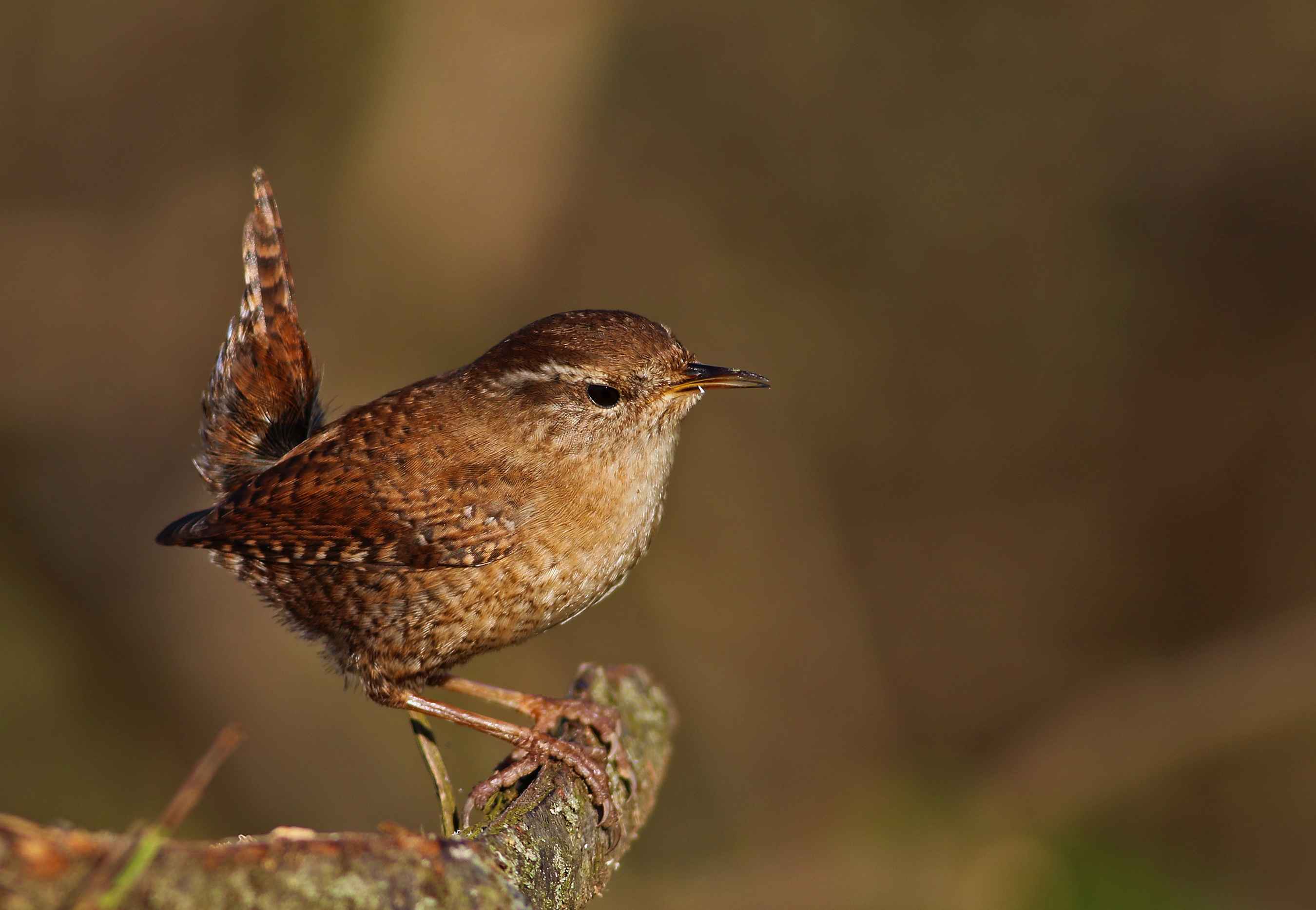 Eurasian Wren