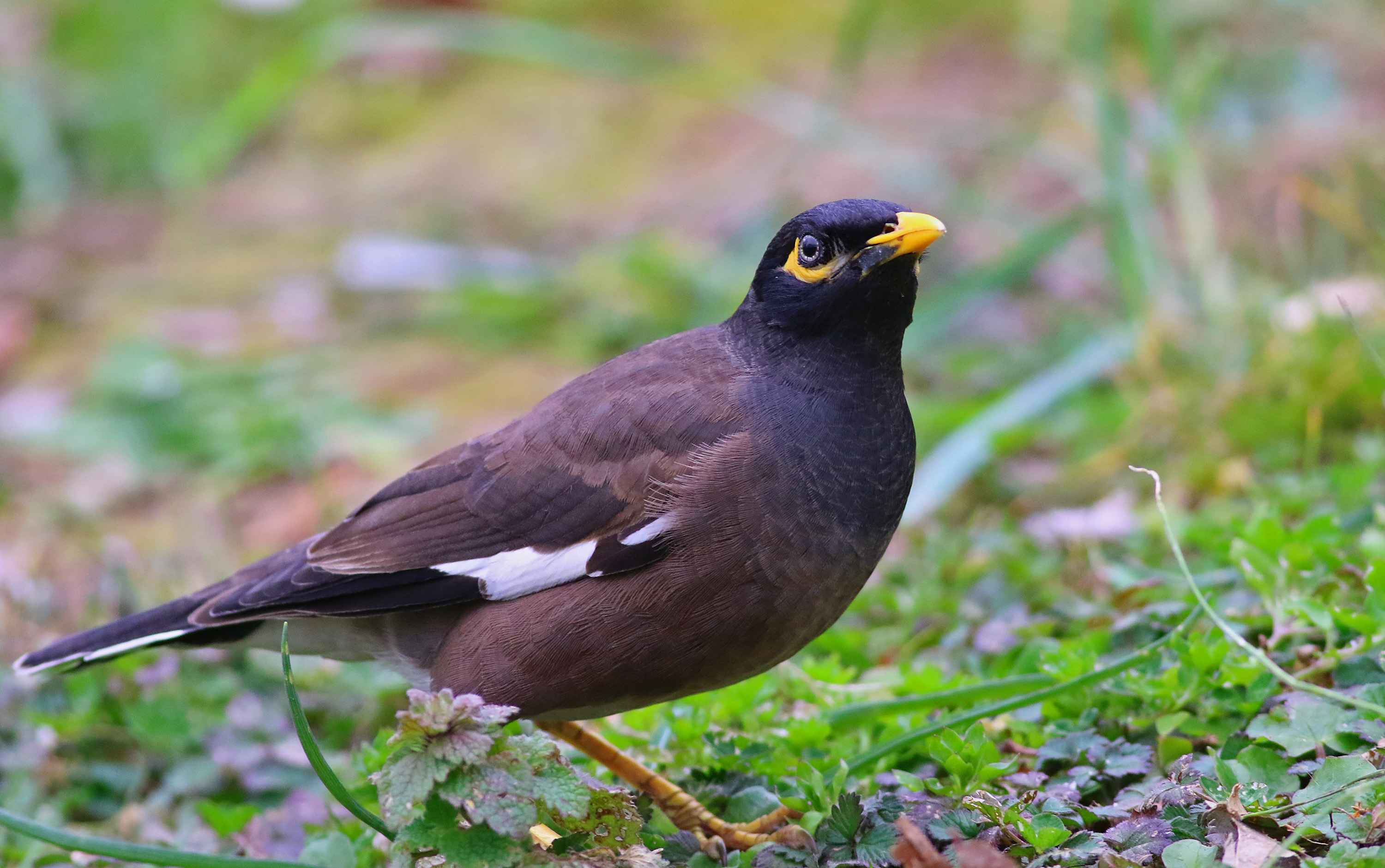 Common Myna