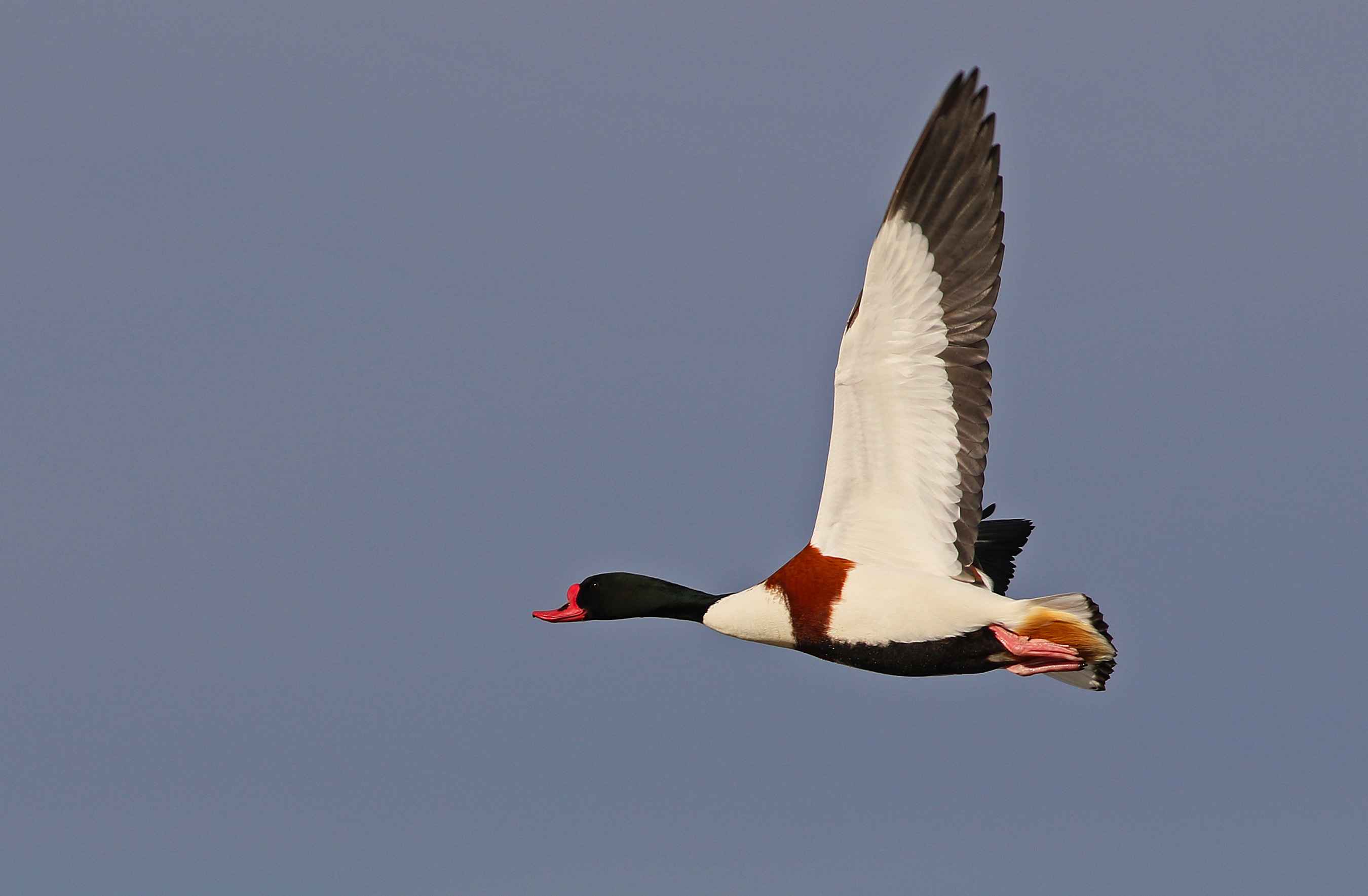 Common Shelduck