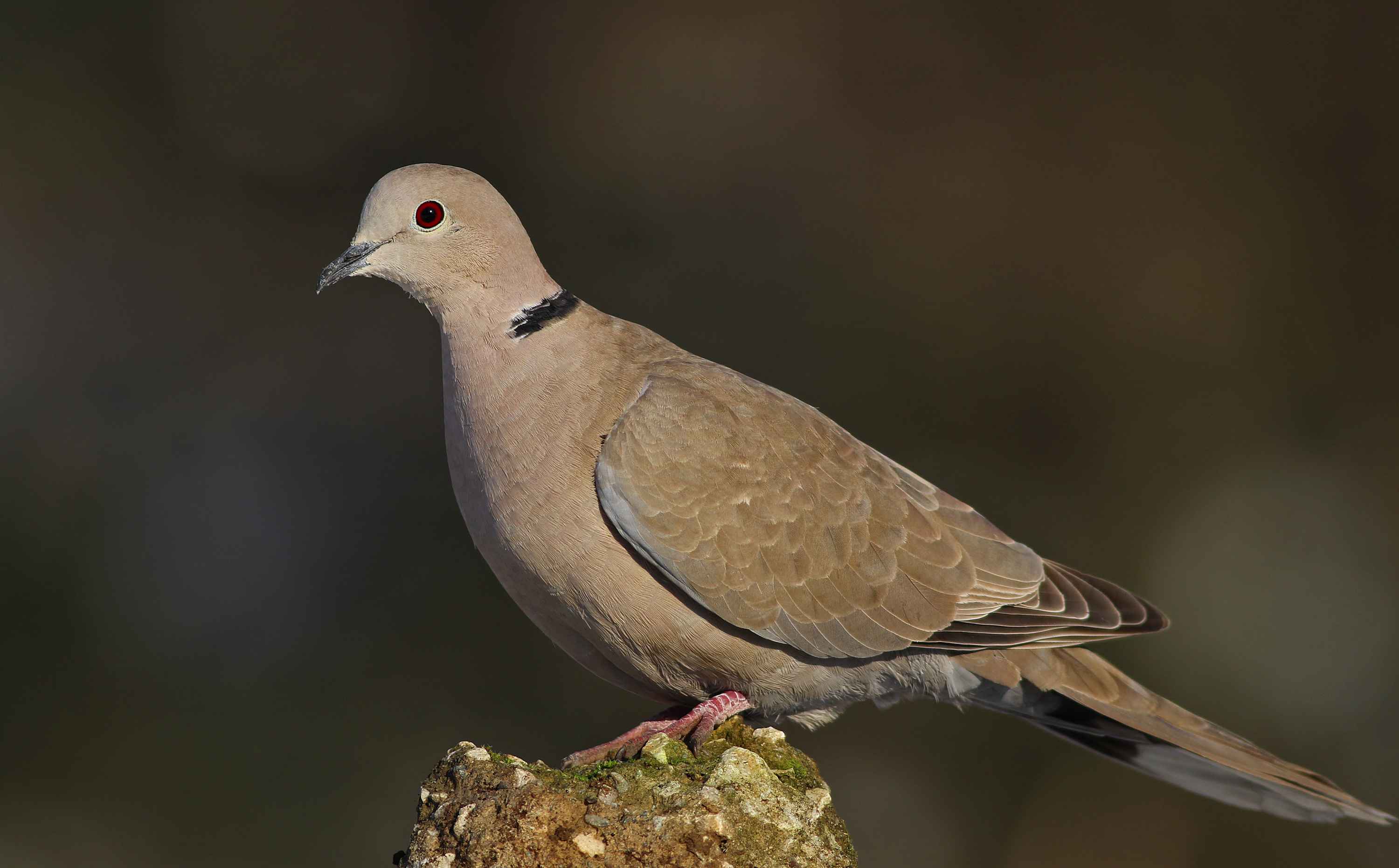 Eurasian Collared-Dove