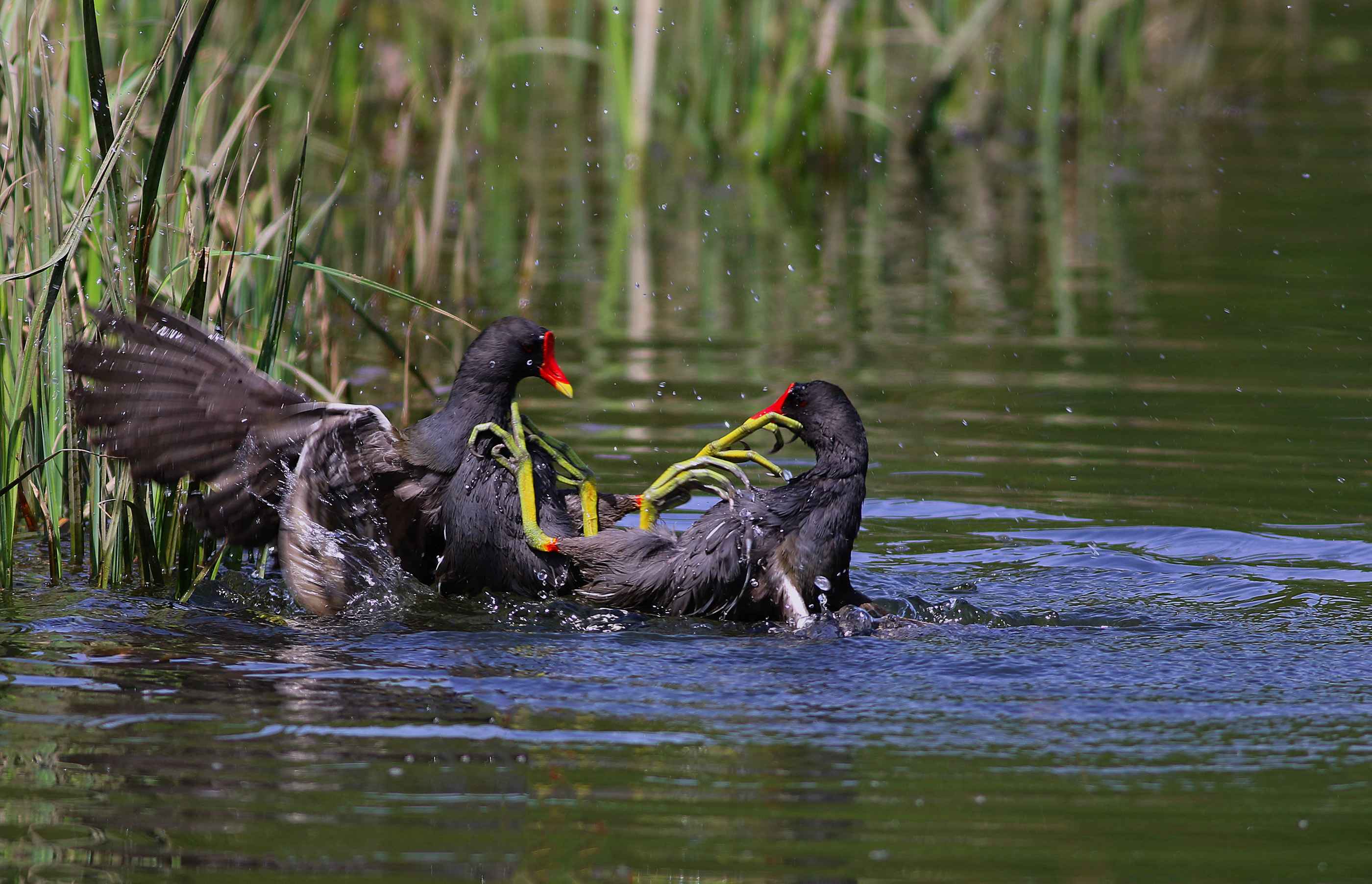 Eurasian Moorhen