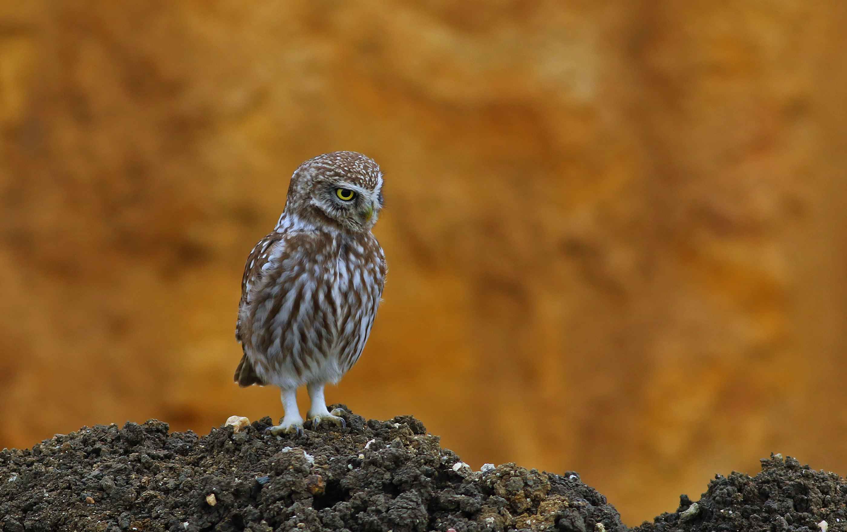 Little Owl