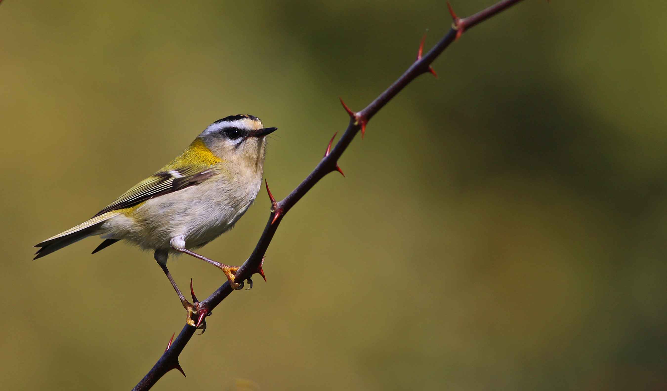 Common Firecrest