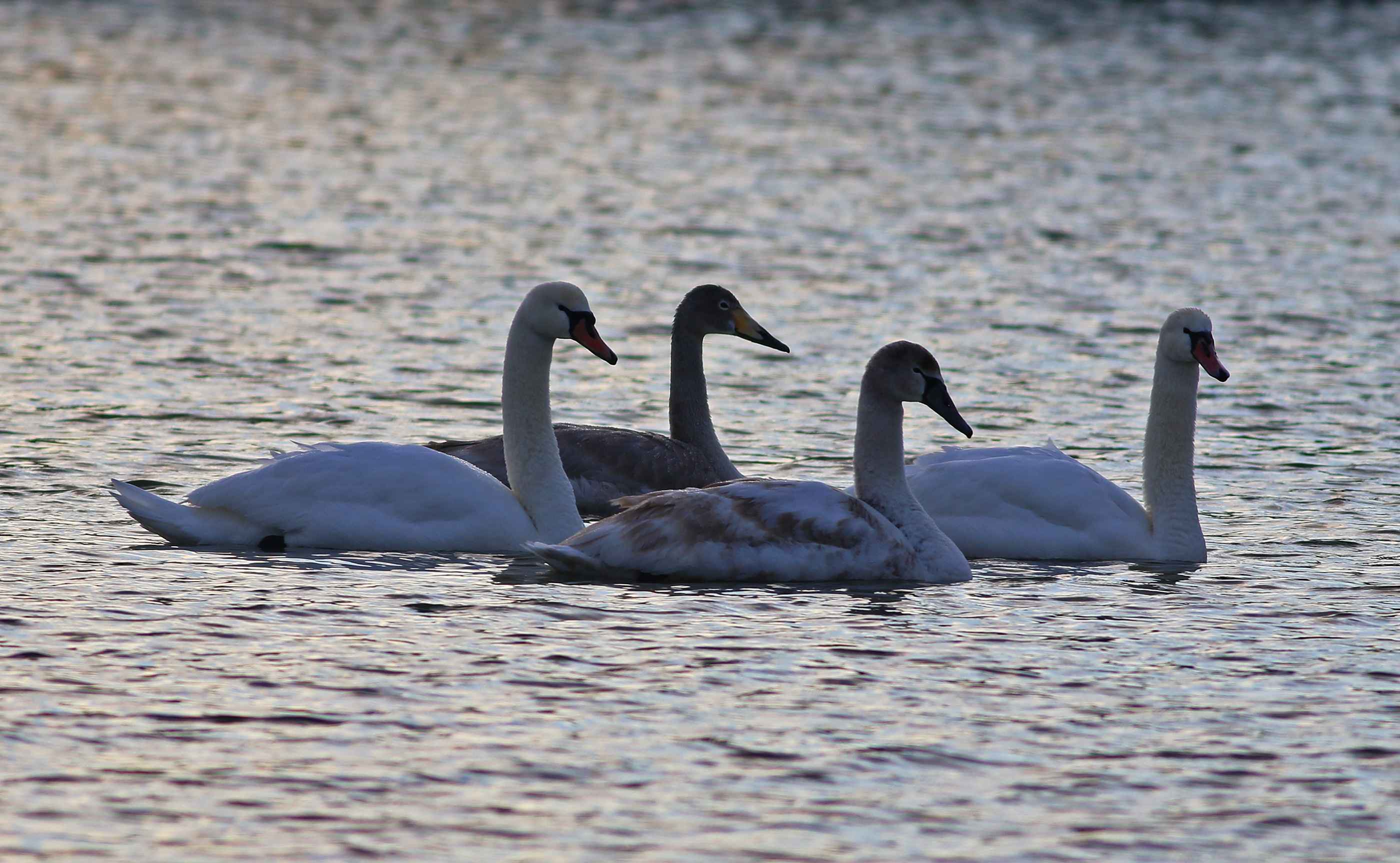 Mute Swan