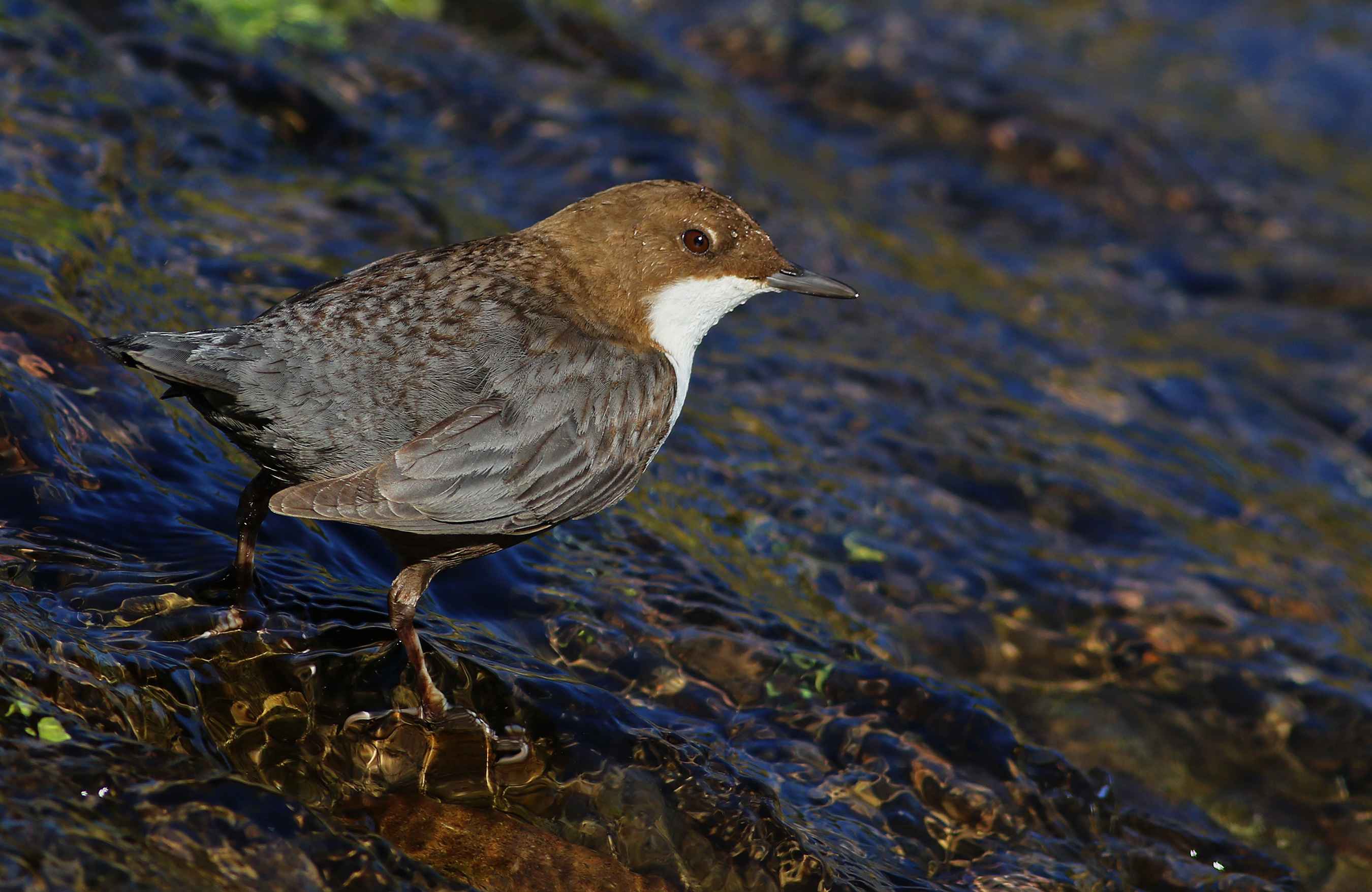 White-throated Dipper