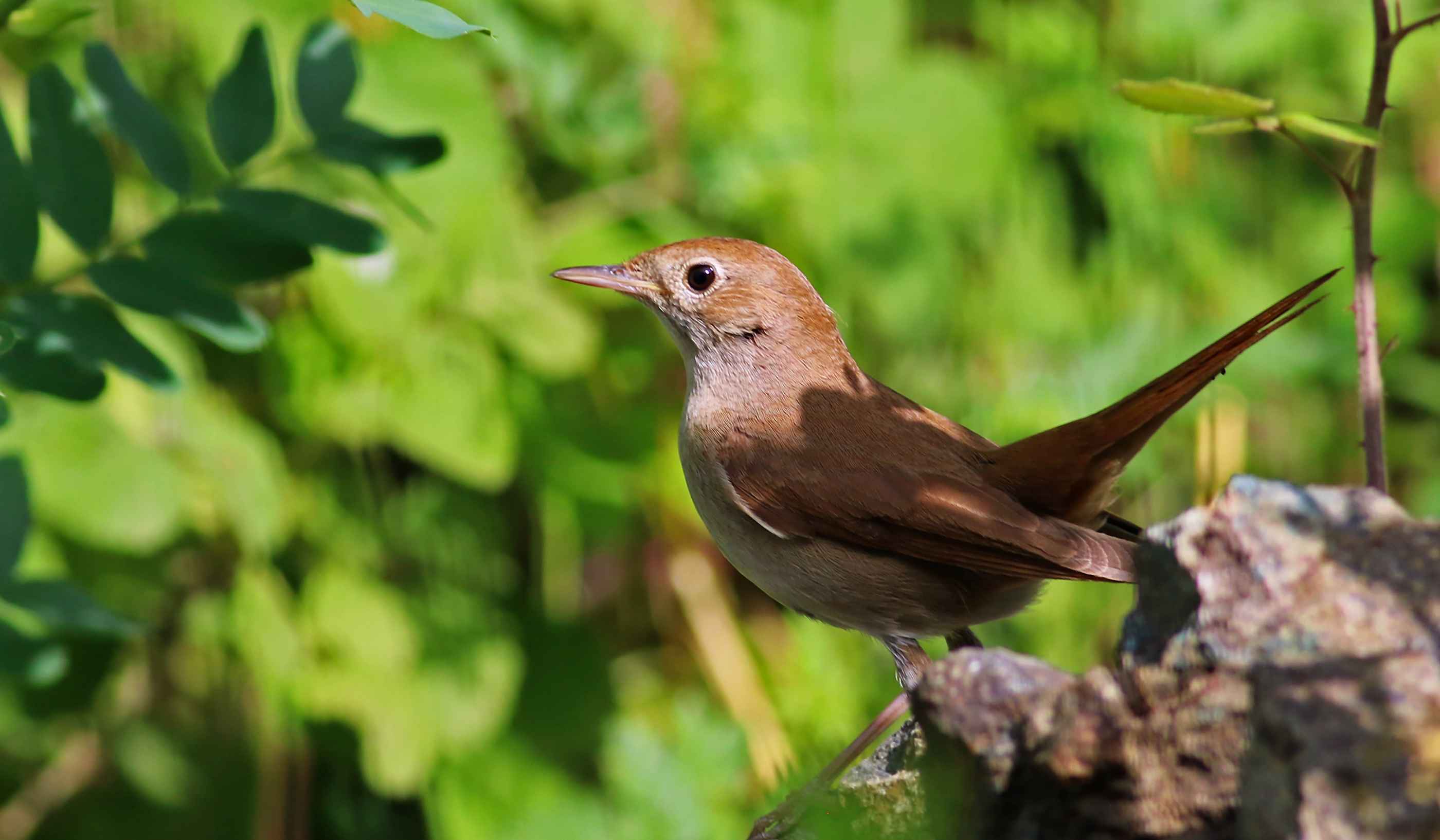 Common Nightingale
