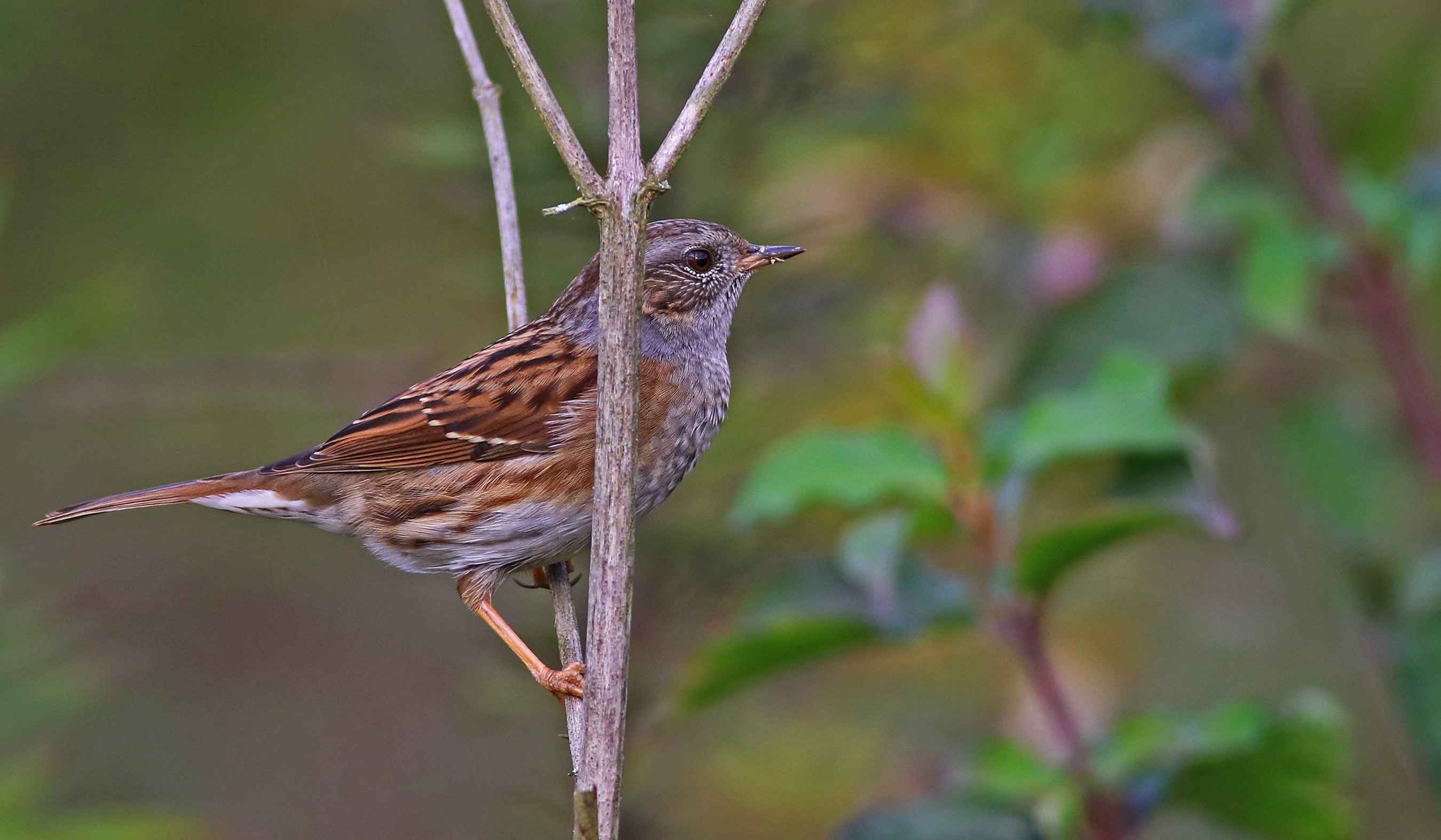 Dunnock
