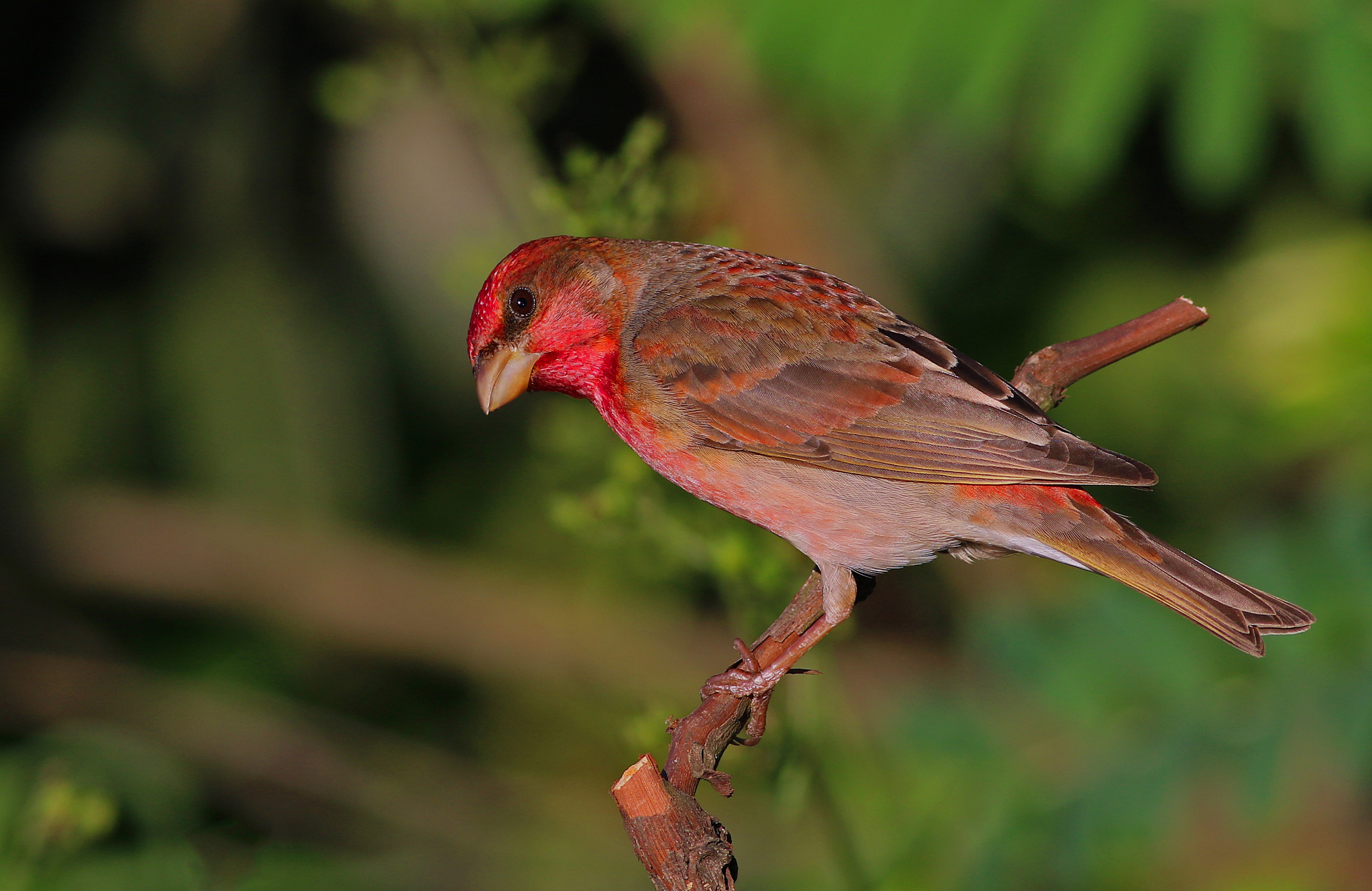 Common Rosefinch
