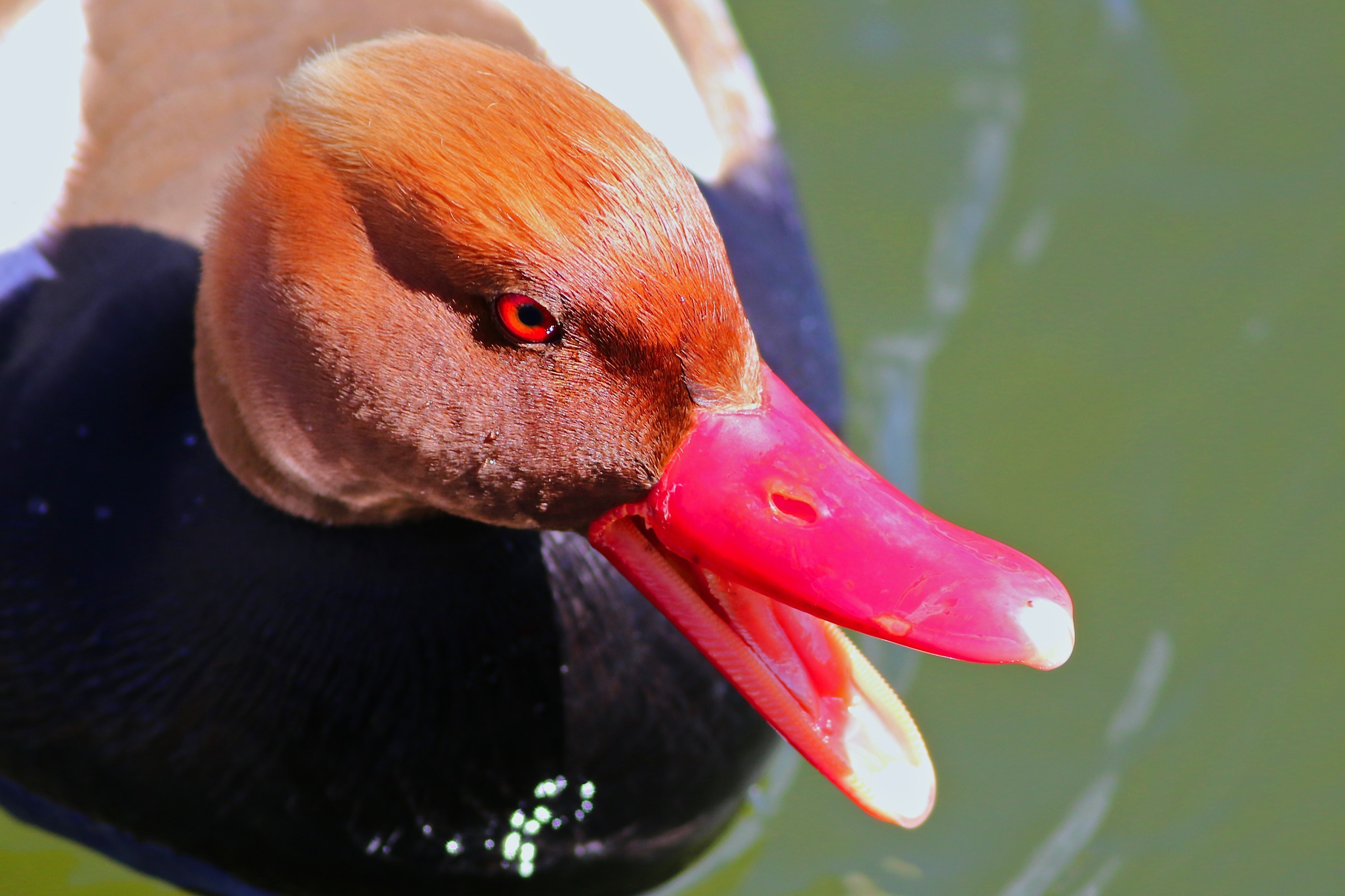 Red-crested Pochard — Ana fotoğraf