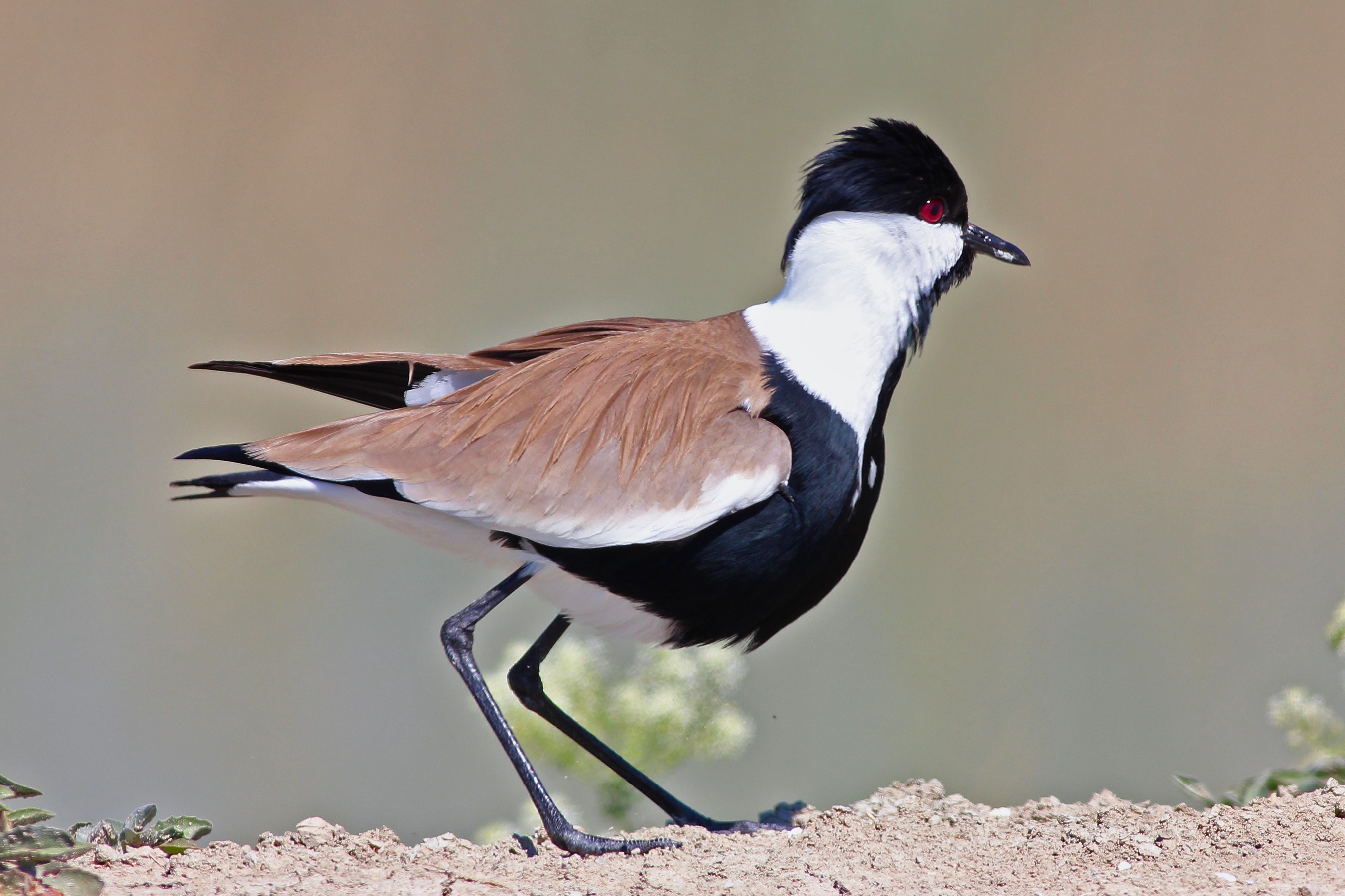 Spur-winged Lapwing