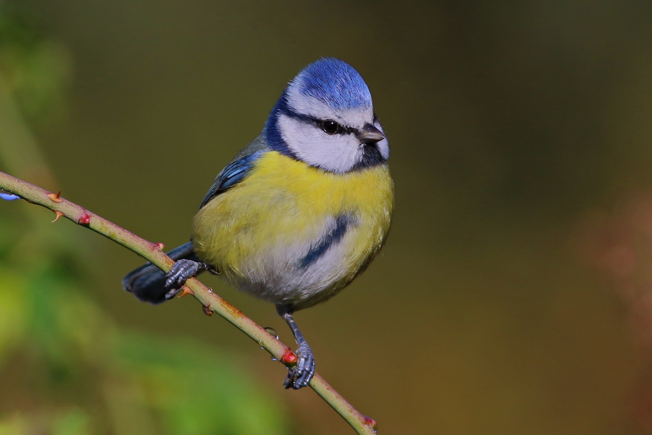 Eurasian Blue Tit