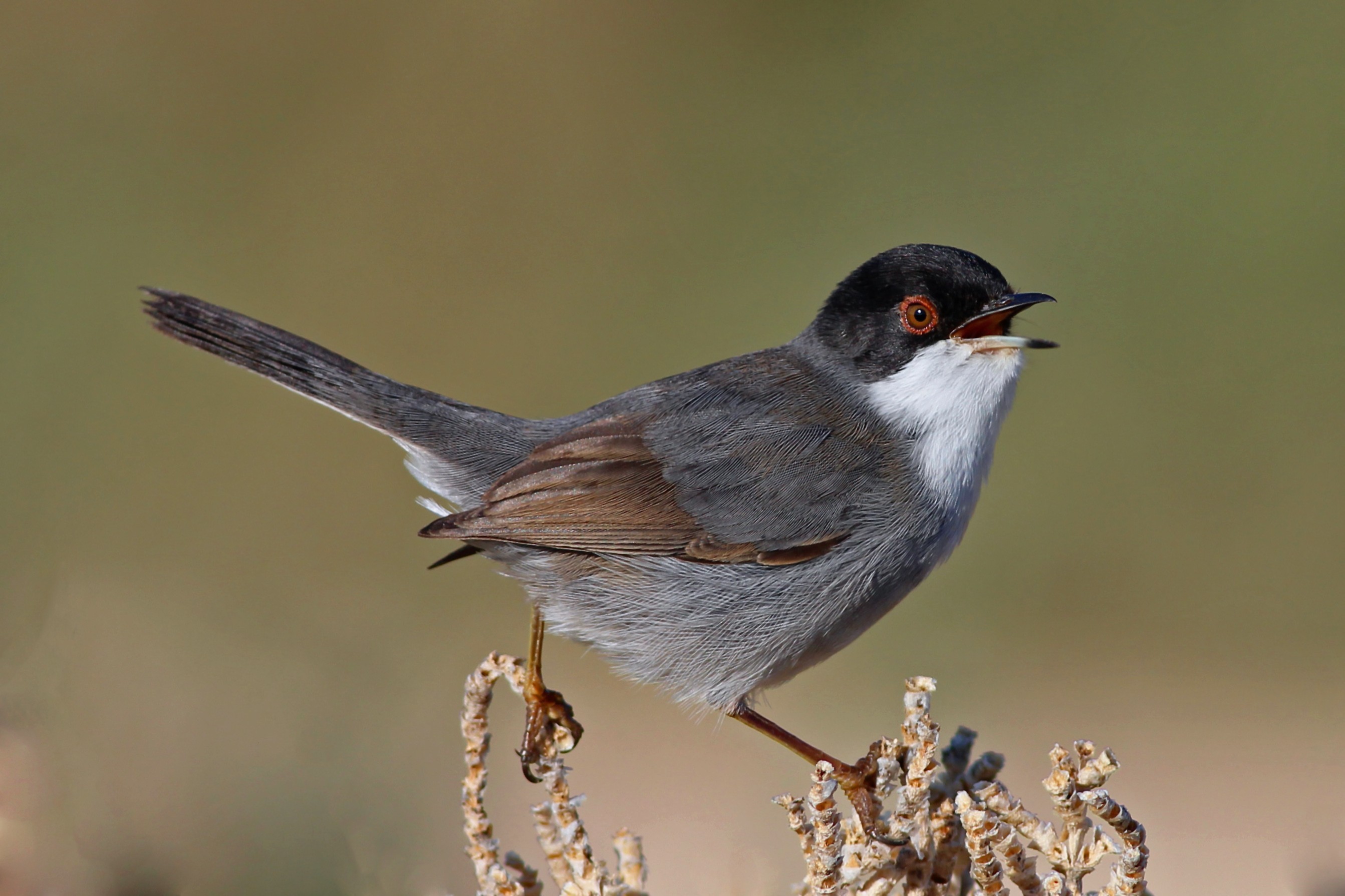 Sardinian Warbler