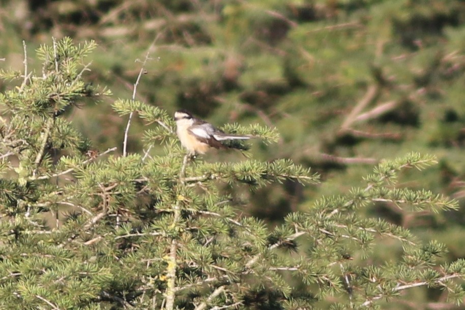 Masked Shrike