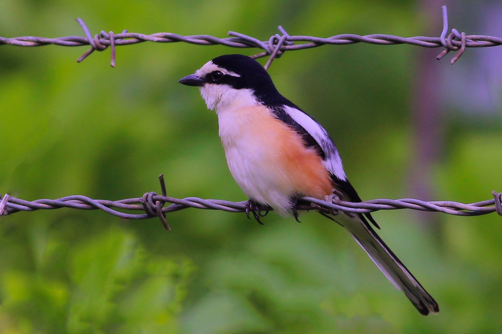 Masked Shrike