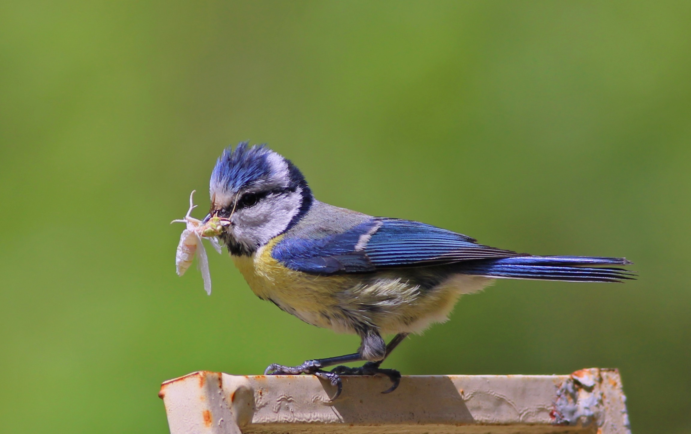 Eurasian Blue Tit